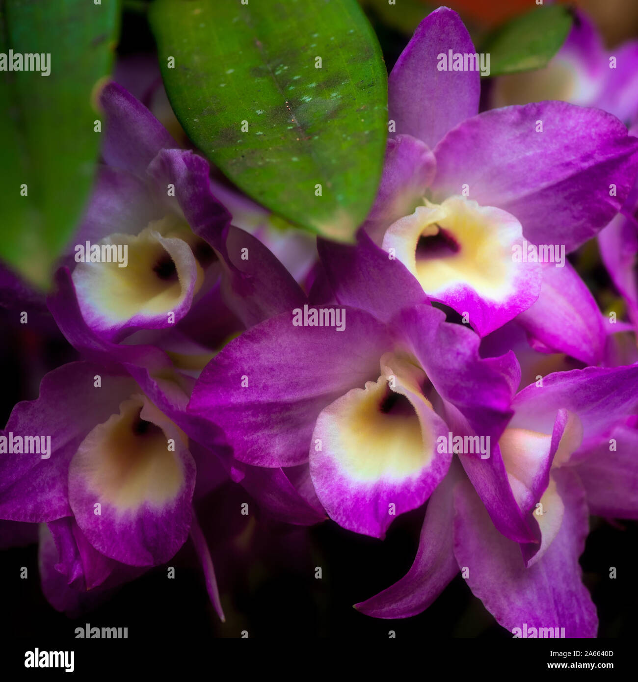 Close-up on pink Laelia orchids in nature open flowers Stock Photo
