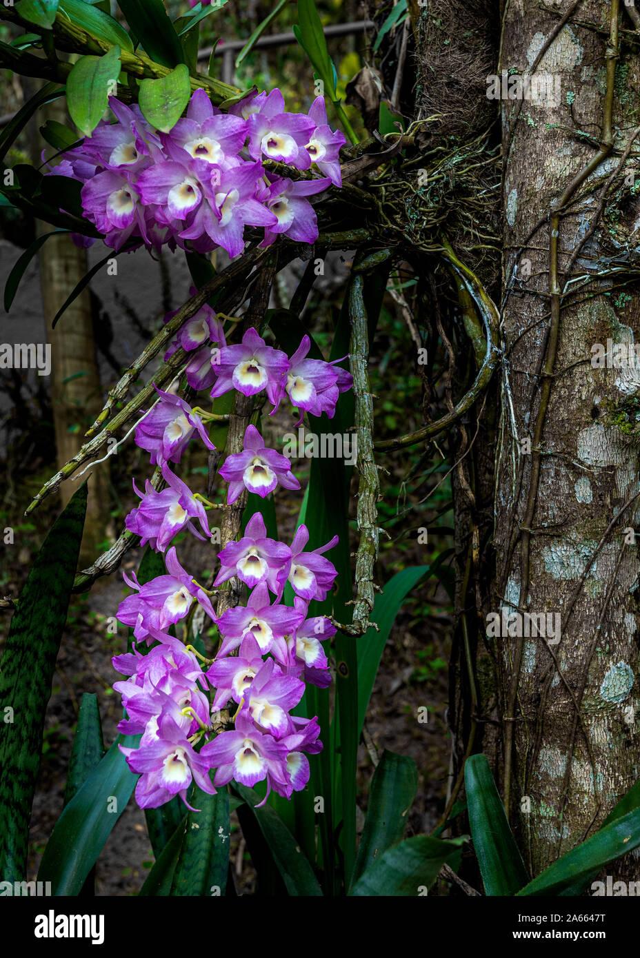 A bunch of Laelia orchids in nature open flowers pink in the spring of the Southern Hemisphere Stock Photo
