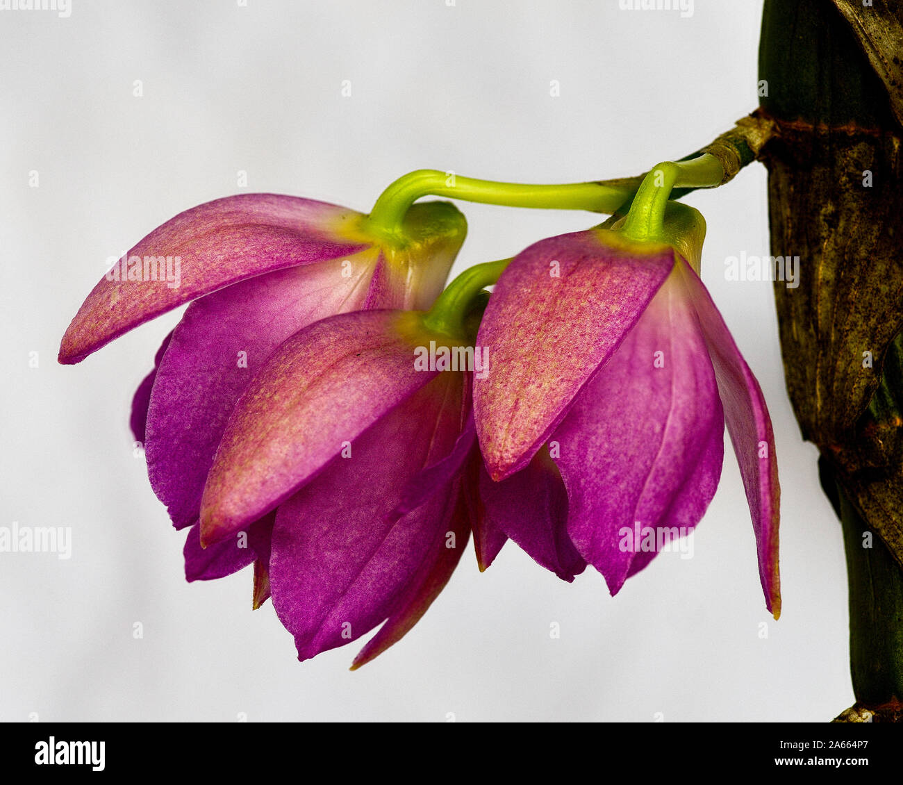 Close-up on Laelia orchid flowers beginning to open in nature isolated on white background Stock Photo