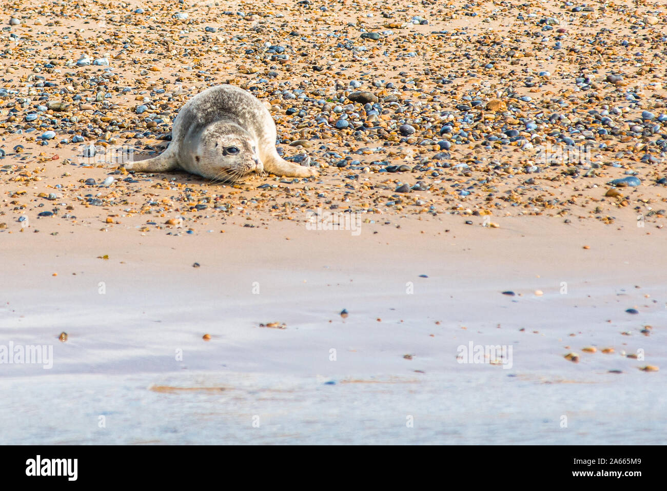 Baby grey seals hires stock photography and images Alamy