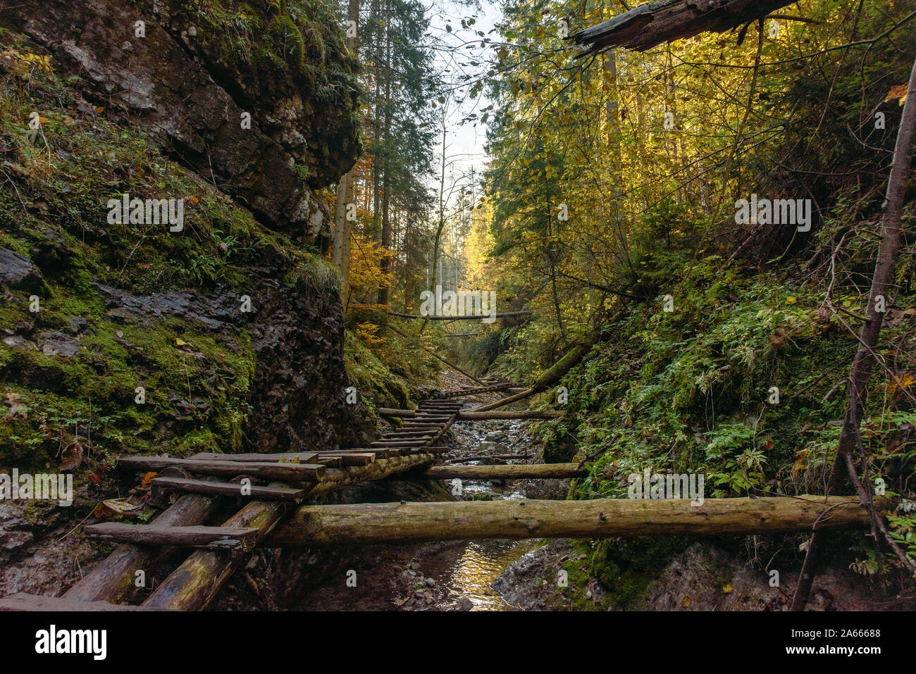 Wooden bridges and fallen trees above the stream in the Sucha Bela hiking trail Stock Photo