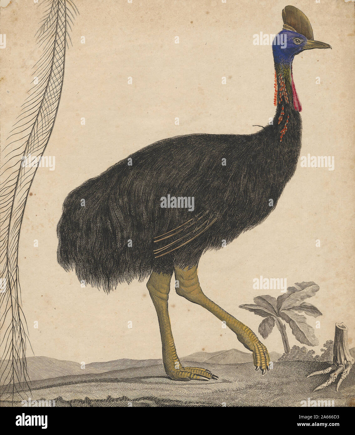 Casuarius emeu, Print, Cassowary, Cassowaries, genus Casuarius, are ratites (flightless birds without a keel on their sternum bone) that are native to the tropical forests of New Guinea (Papua New Guinea and Indonesia), East Nusa Tenggara, the Maluku Islands, and northeastern Australia., 1700-1880 Stock Photo