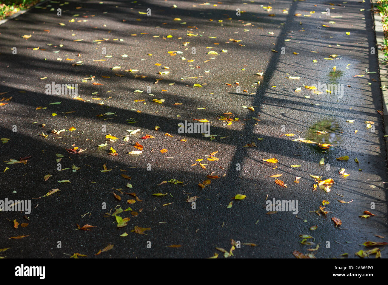 leaves on the pavement texture pattern concrete autumn Stock Photo