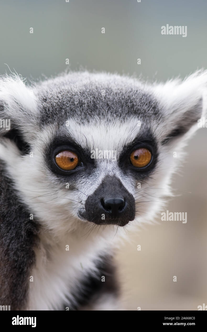 Cross-eyed face. Funny animal meme image of lemur looking cross-eyed. Ring-tailed lemur (Lemur catta) close-up. Dumb but cute looking animal with cros Stock Photo