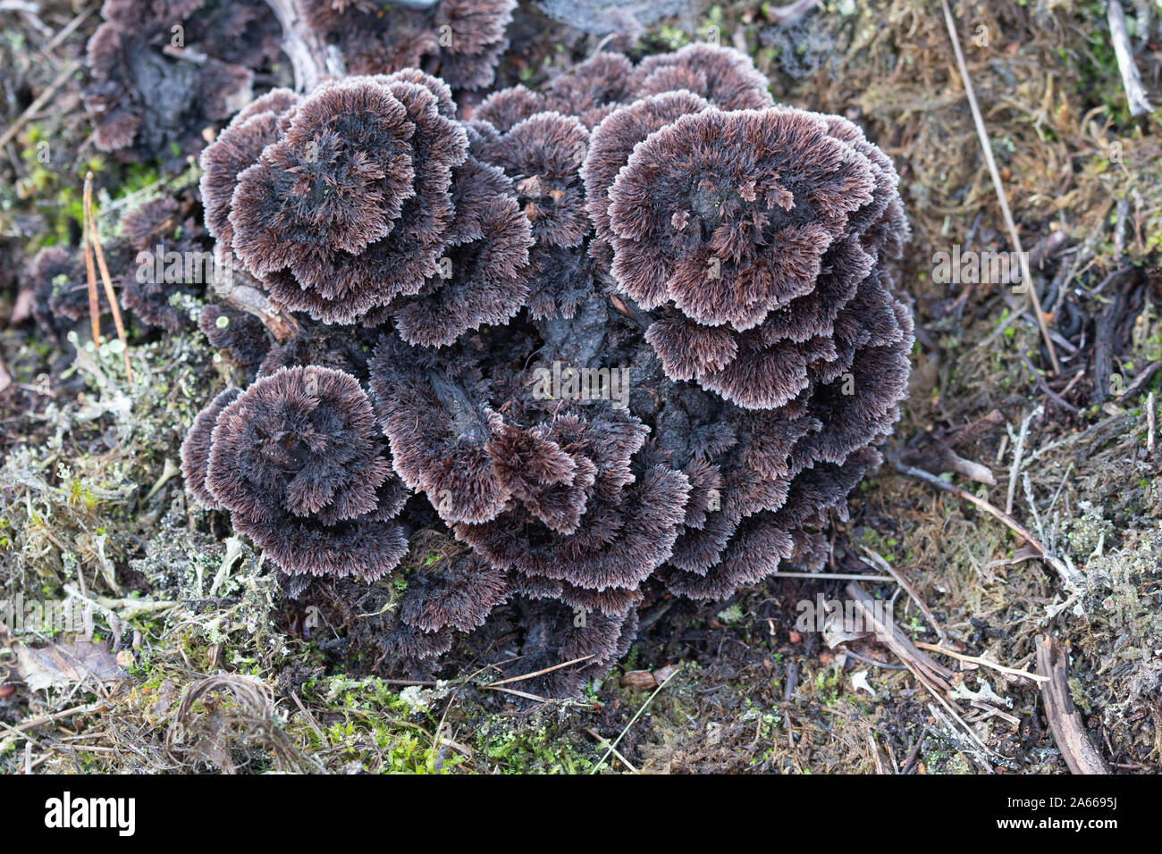 Thelephora terrestris, Earthfan fungus (earth fan) on a tree stump, UK Stock Photo