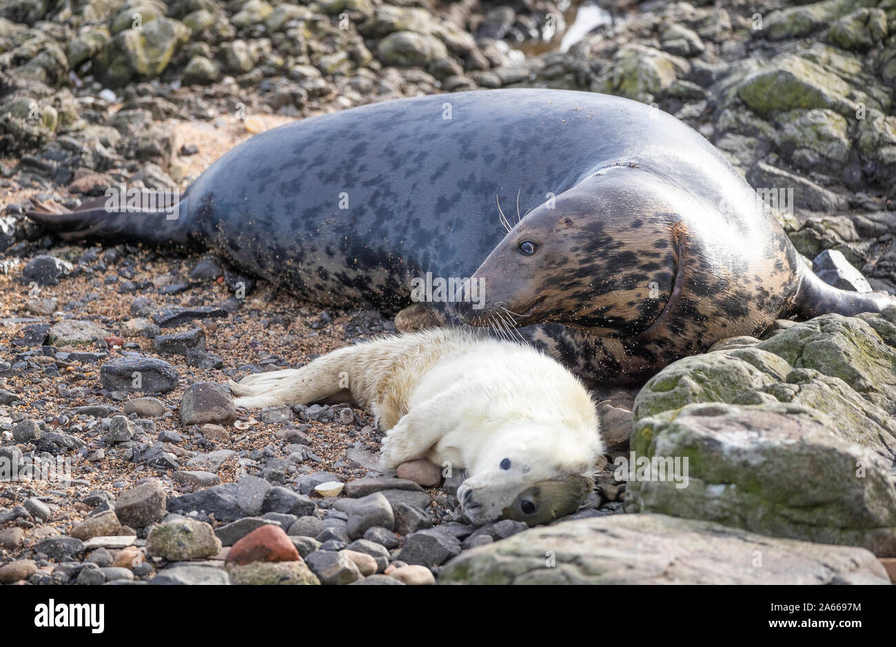Grey seal pups on the Isle of May in the Firth of Forth. The island is one of Scottish Natural Heritage's National Nature Reserves, home to one of the UKs most important grey seal colonies. Stock Photo