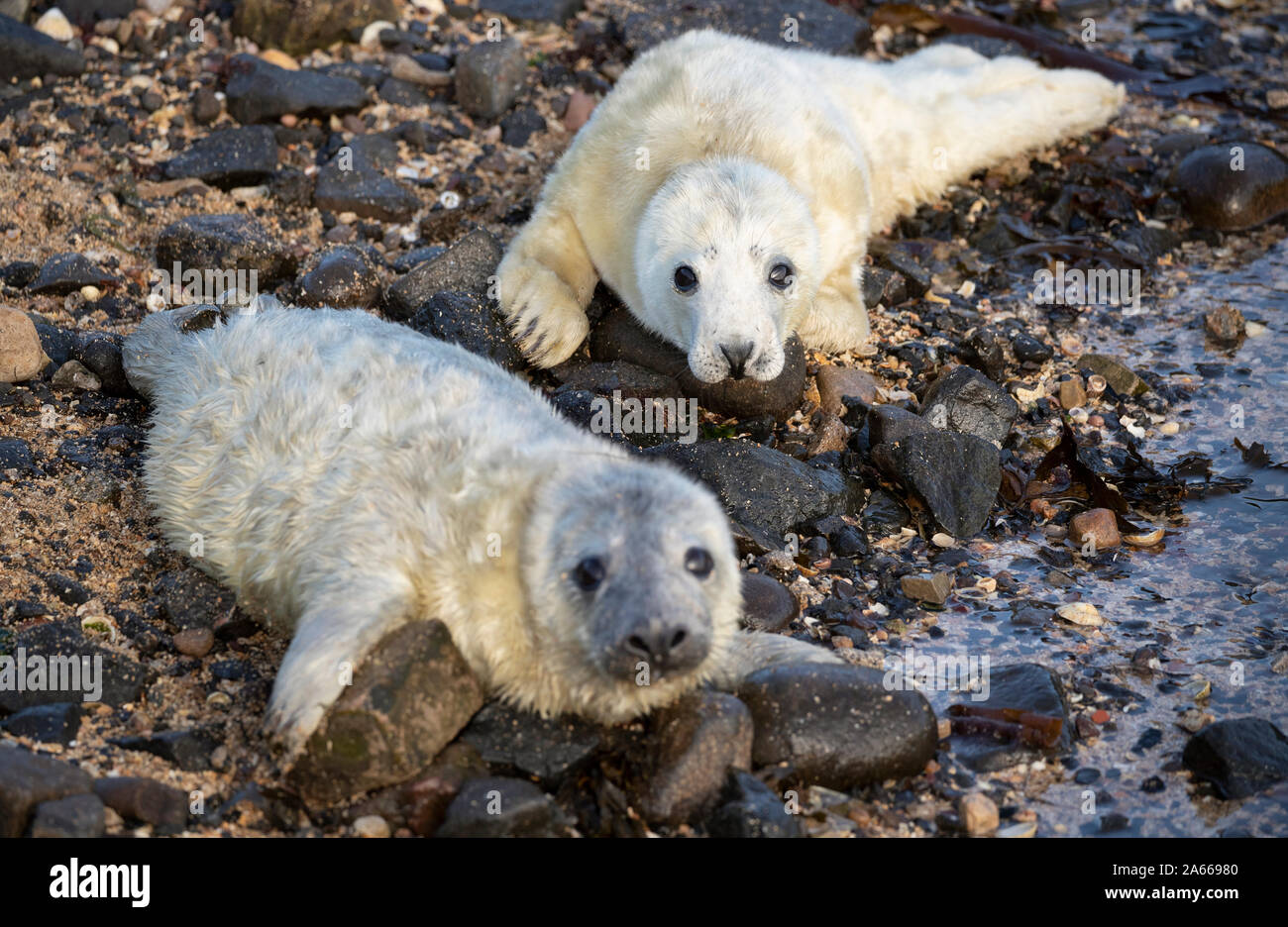 Grey seal pups on the Isle of May in the Firth of Forth. The island is one of Scottish Natural Heritage's National Nature Reserves, home to one of the UKs most important grey seal colonies. Stock Photo