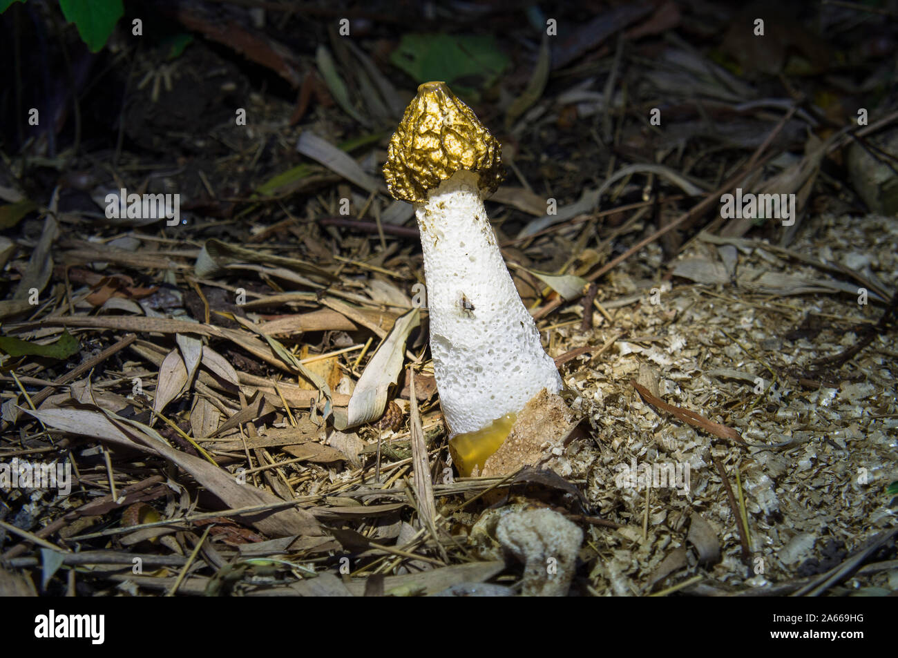 Common Stinkhorn, Phallus impudicus, mushroom, fly, flies, insects, Czech Republic, July 28, 2019. (CTK Photo/Libor Sojka) Stock Photo