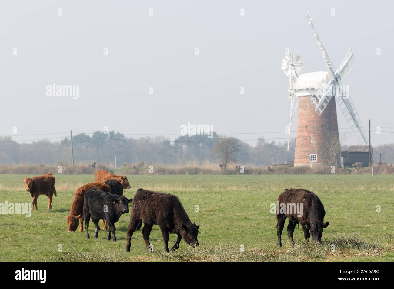 Vintage agriculture. Freerange cows grazing with windmill background. Rural farming Norfolk UK. Cattle roaming fields by the Broads in Norfolk East An Stock Photo