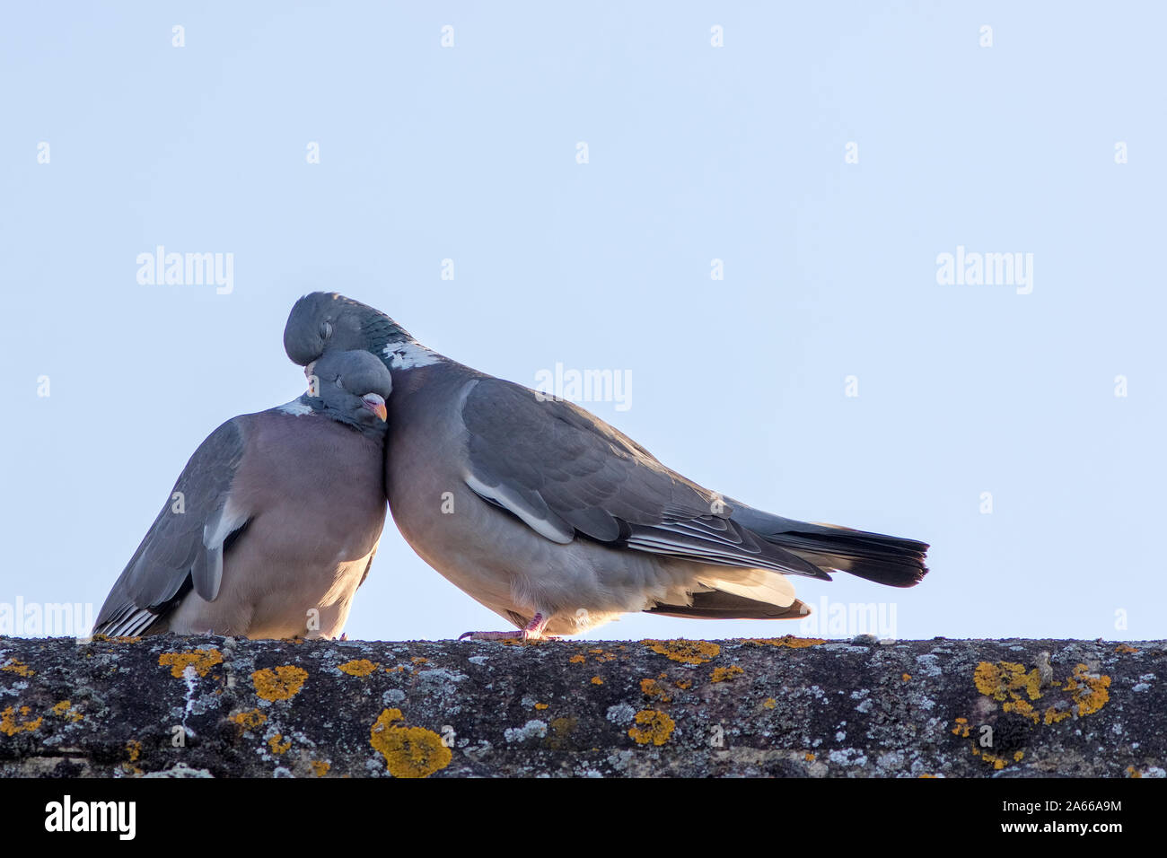 Animals in love. Breeding pair of birds preening with affection. Wood pigeon showing emotional engagement as they preen on a roof top. Emotion and fee Stock Photo