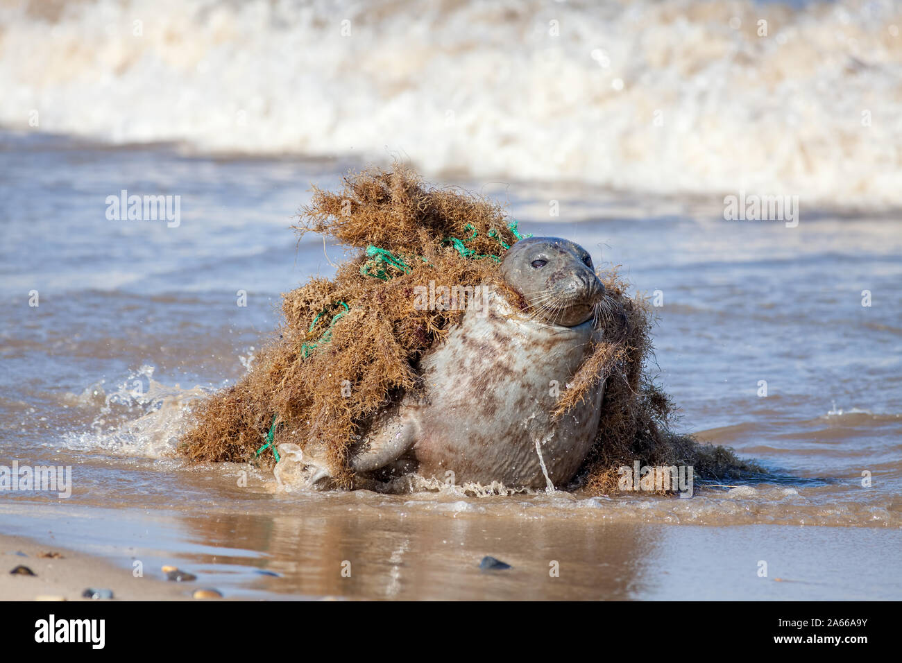 Plastic pollution and animal harm. Seal caught in fishing net. Beautiful marine mammal trapped by choking discarded fishing gear tangled around the ne Stock Photo