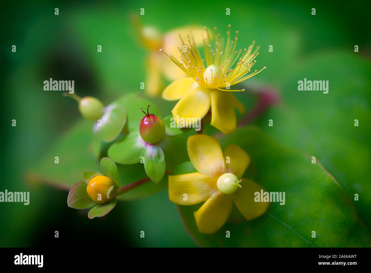 St Johns Wort flower (Hypericum) wild herb plant. Natural organic remedy with mental health healing properties  represented by calming selective soft Stock Photo