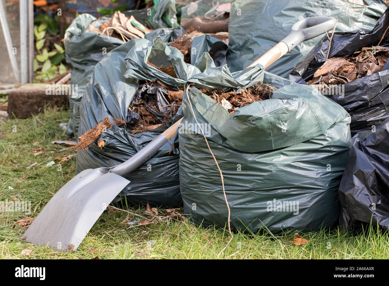 Garden waste. Brown leaves and rubbish collected from a gardening tidy up. Spade over sacks of garden refuse on a lawn. Stock Photo