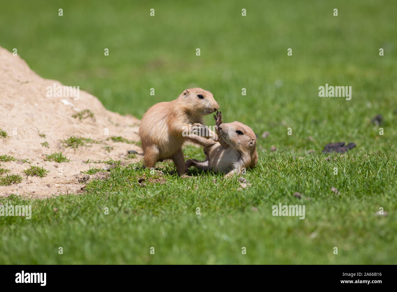 Cute baby animals playing. Marmot prairie dogs having fun together.Young black-tailed prairie marmots play fighting on grass. Stock Photo