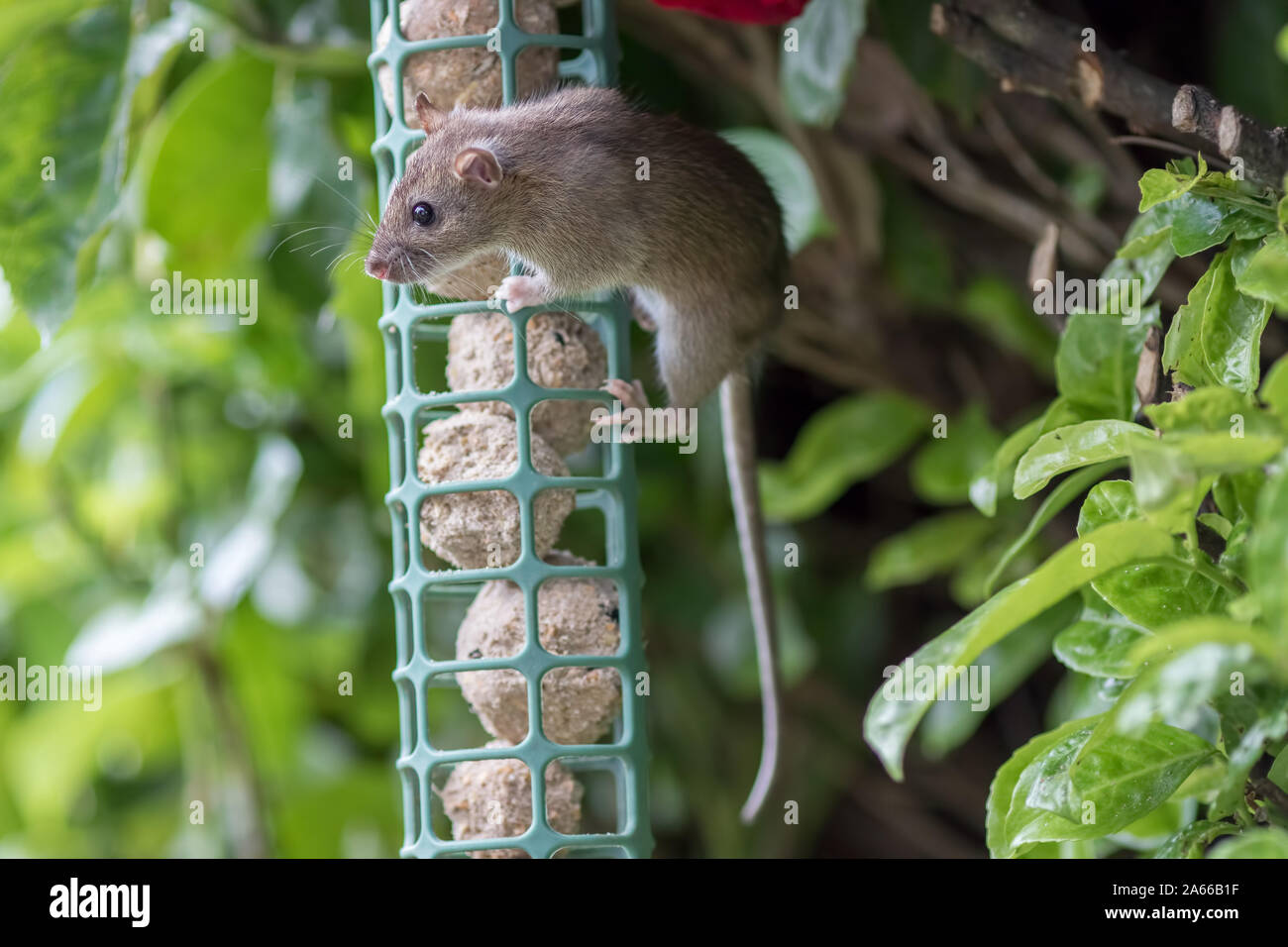 Young rat or mouse stealing food from garden bird feeder. Cute wildlife or vermin pest. Fat balls attracting uninvited rodent guest. Nature image of a Stock Photo