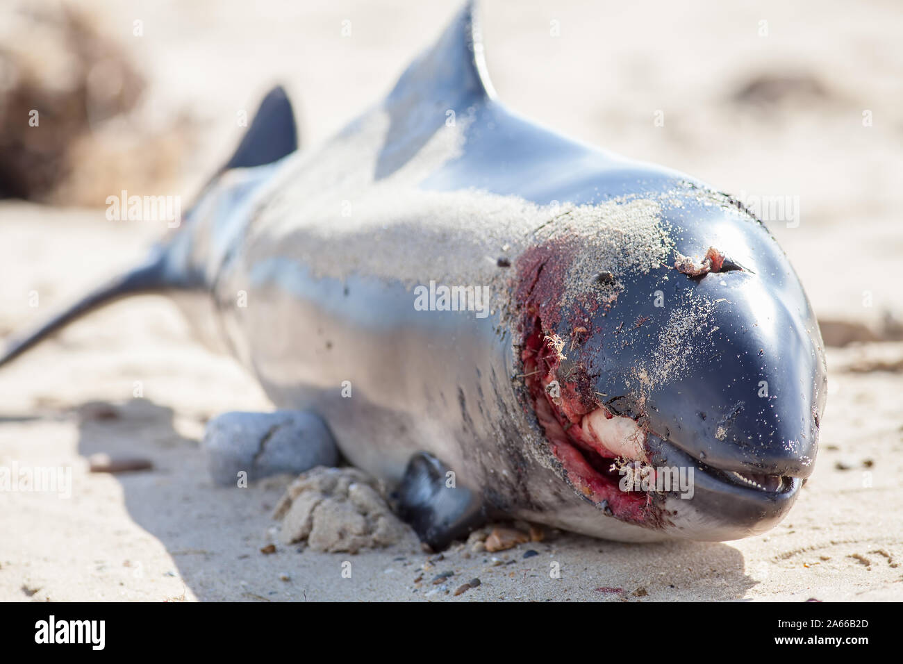 Dead porpoise or dolphin with horrific wound from propeller strike. Beached body of marine mammal with vessel prop cut injury. Animal carcass with dee Stock Photo