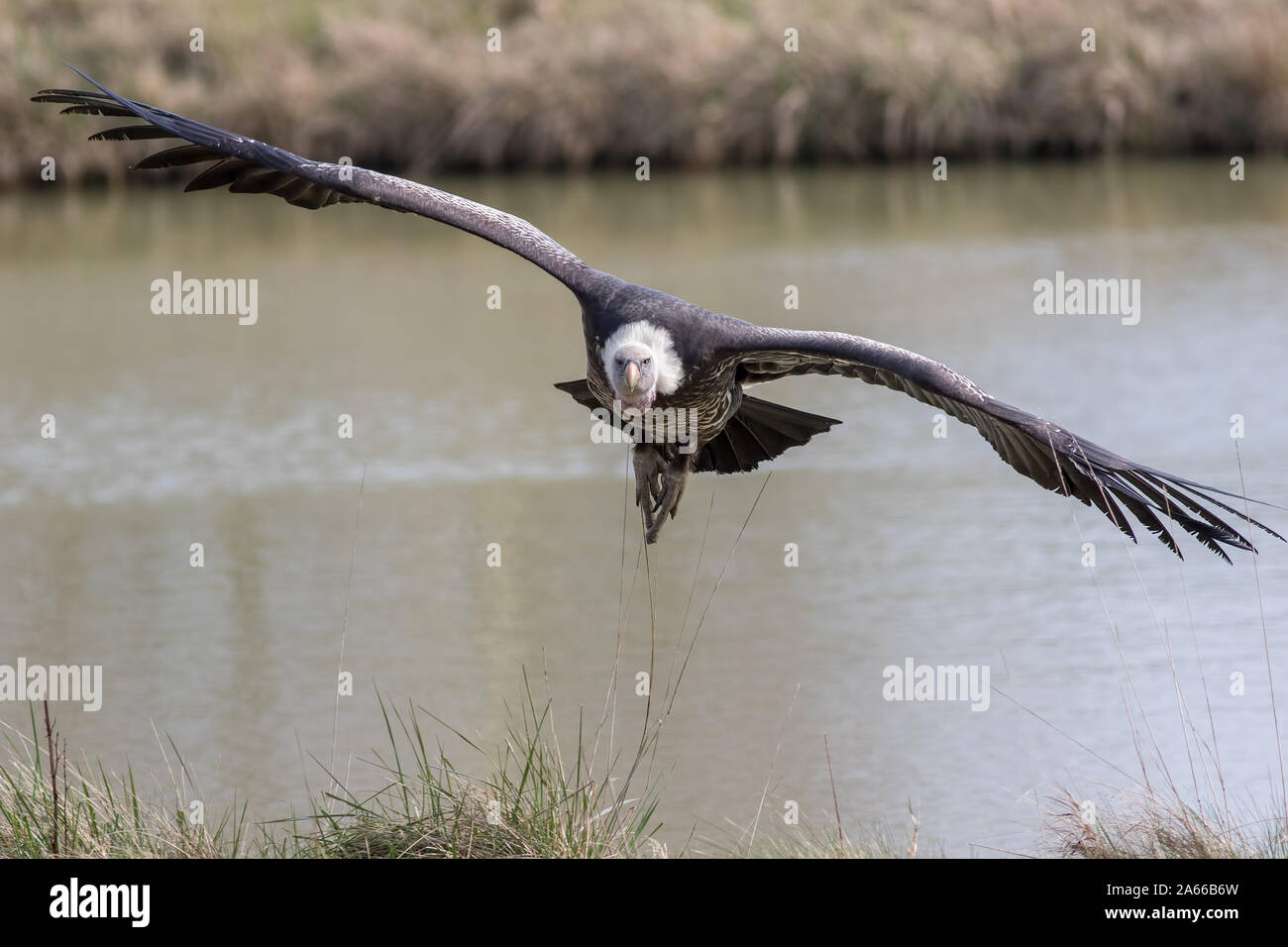 Vulture in flight. Ruppells griffon vulture (Gyps rueppelli) scavenger bird flying towards camera. Vulture with wings outstretched facing camera in lo Stock Photo