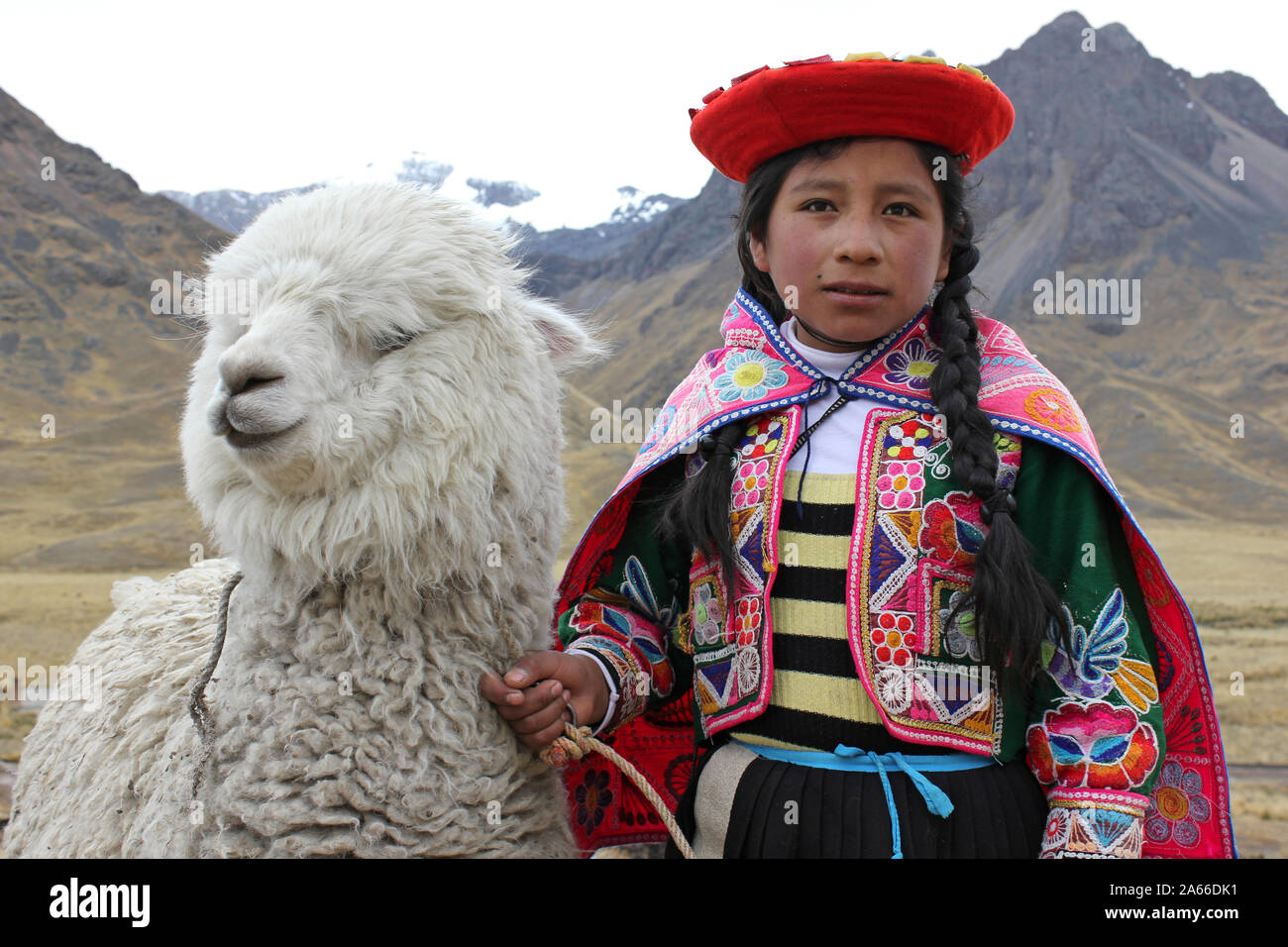 Andean Girl Wearing Traditional Clothes With An Alpaca Stock Photo