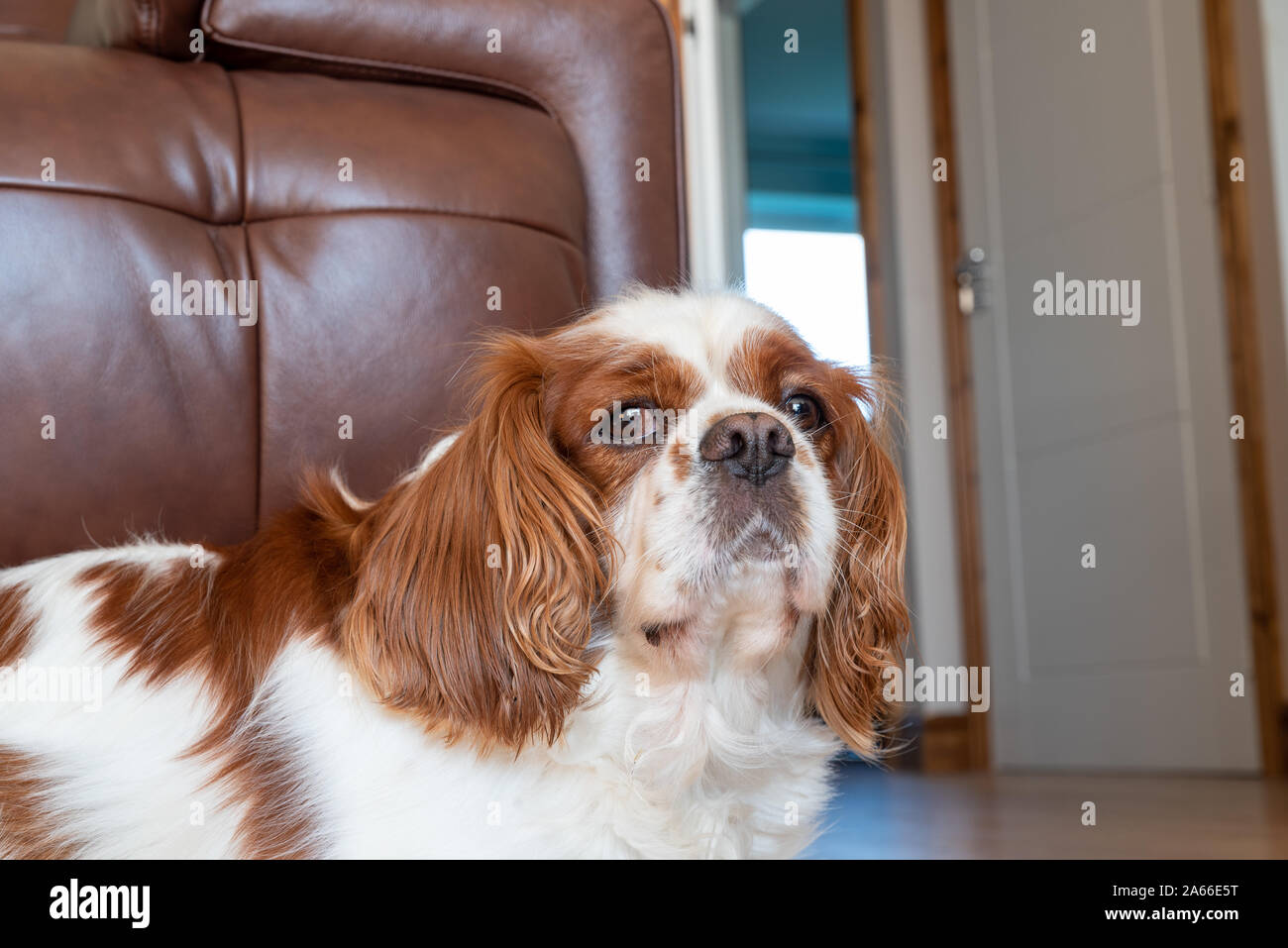 A closeup profile shot of a single isolated Blenheim Cavalier King Charles Spaniel in a domestic environment. Stock Photo