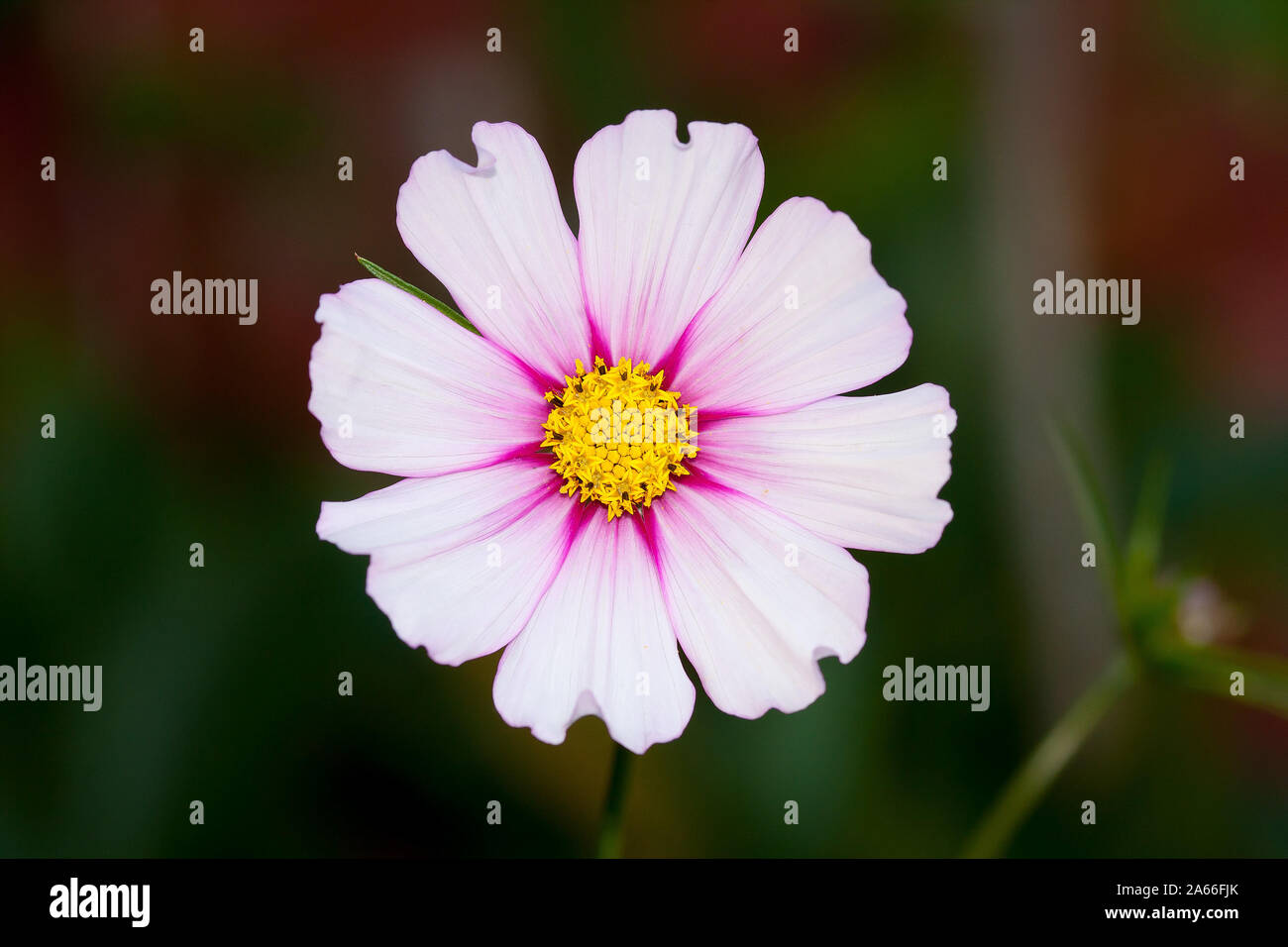 Cosmos flowers growing up hi-res stock photography and images - Alamy