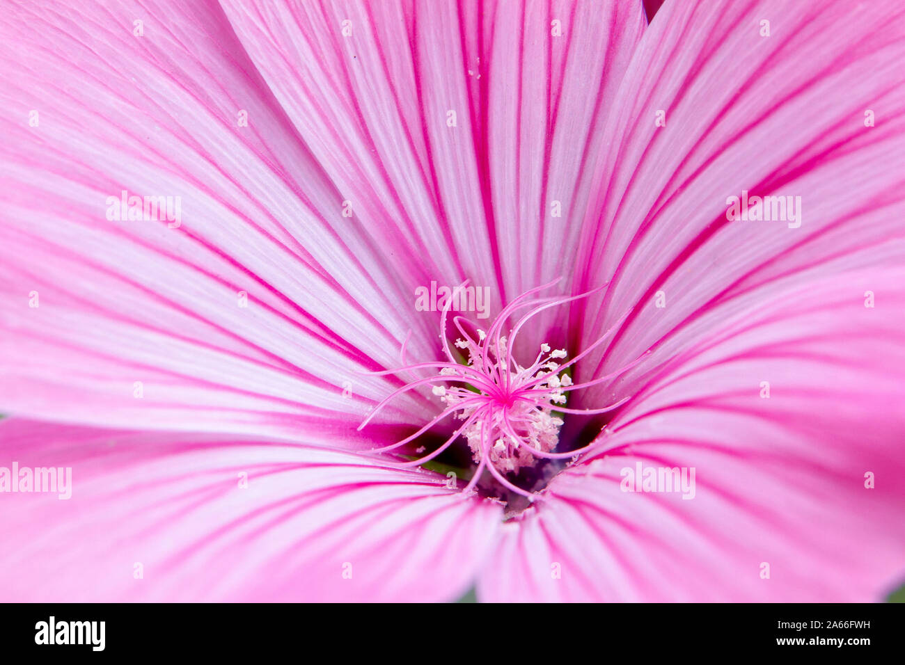pink geranium Stock Photo