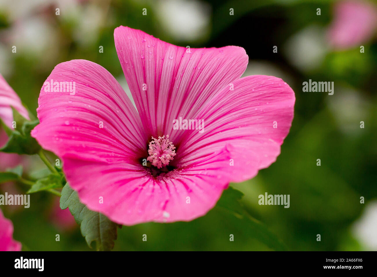 pink geranium Stock Photo