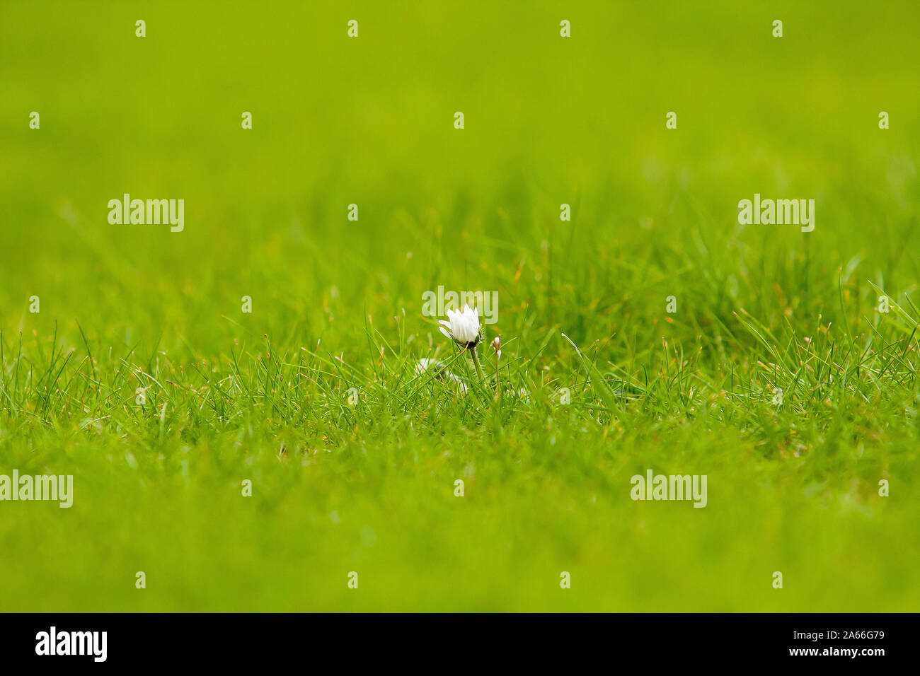 Small white flower in the grass Stock Photo Alamy