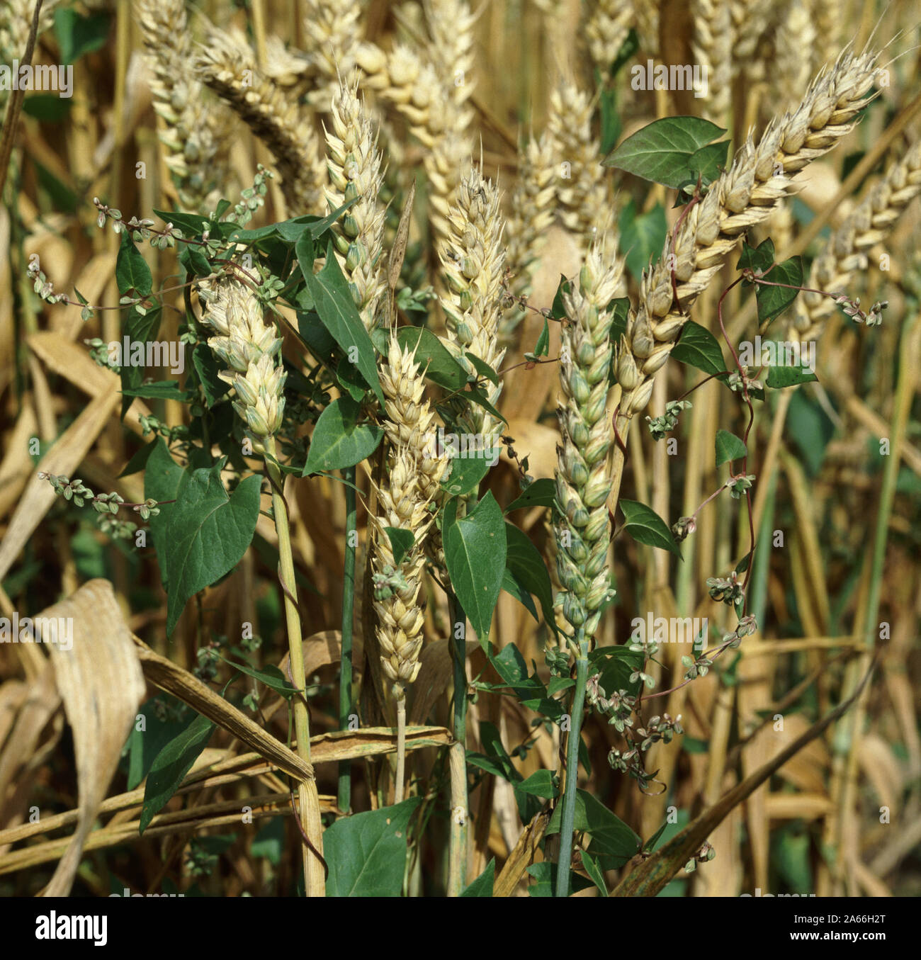 Black bindweed ( Fallopia convolvulus) weeds climbing through a ripening ripe wheat crop close to harvest Stock Photo