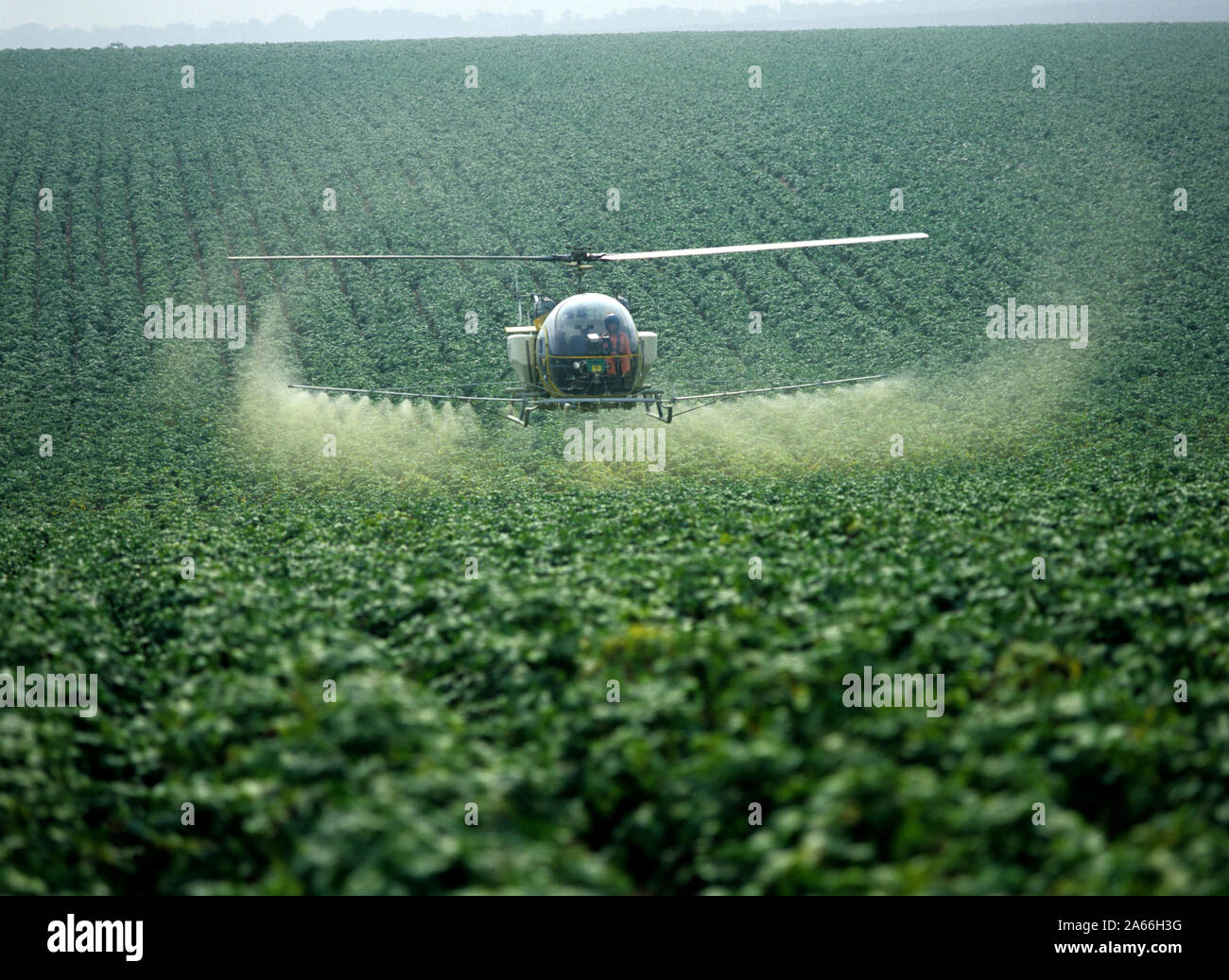 Bell helicopter spraying a potato crop with trace element fertilizer and a fungicide against late blight, Hampshire Stock Photo