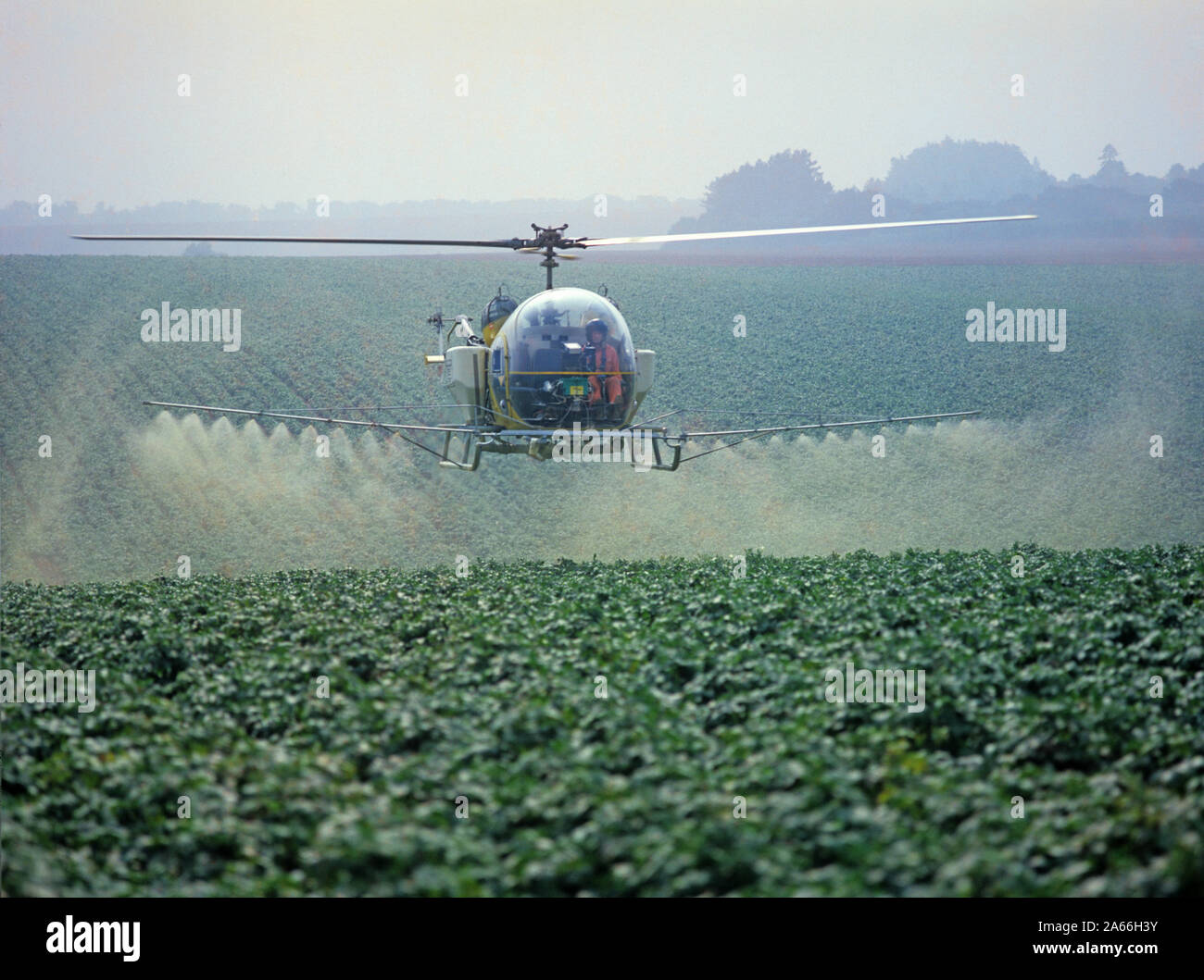 Bell helicopter spraying a potato crop with trace element fertilizer and a fungicide against late blight, Hampshire Stock Photo