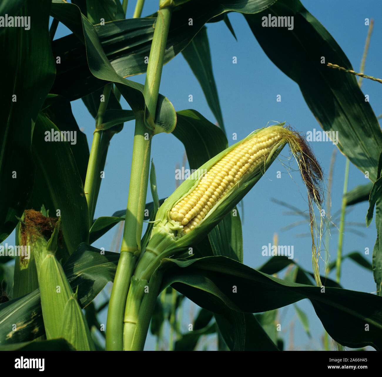 Husk taken off to show kernels of corn in a forage maize crop grown for livestock feed, Berkshire, September Stock Photo