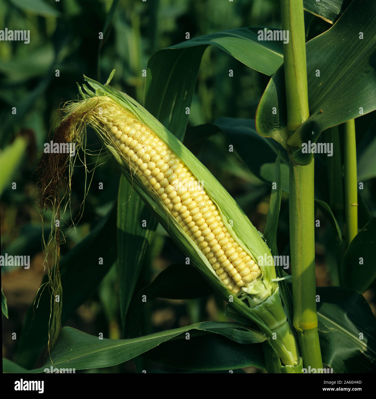 Husk taken off to show kernels of corn in a forage maize crop grown for livestock feed, Berkshire, September Stock Photo