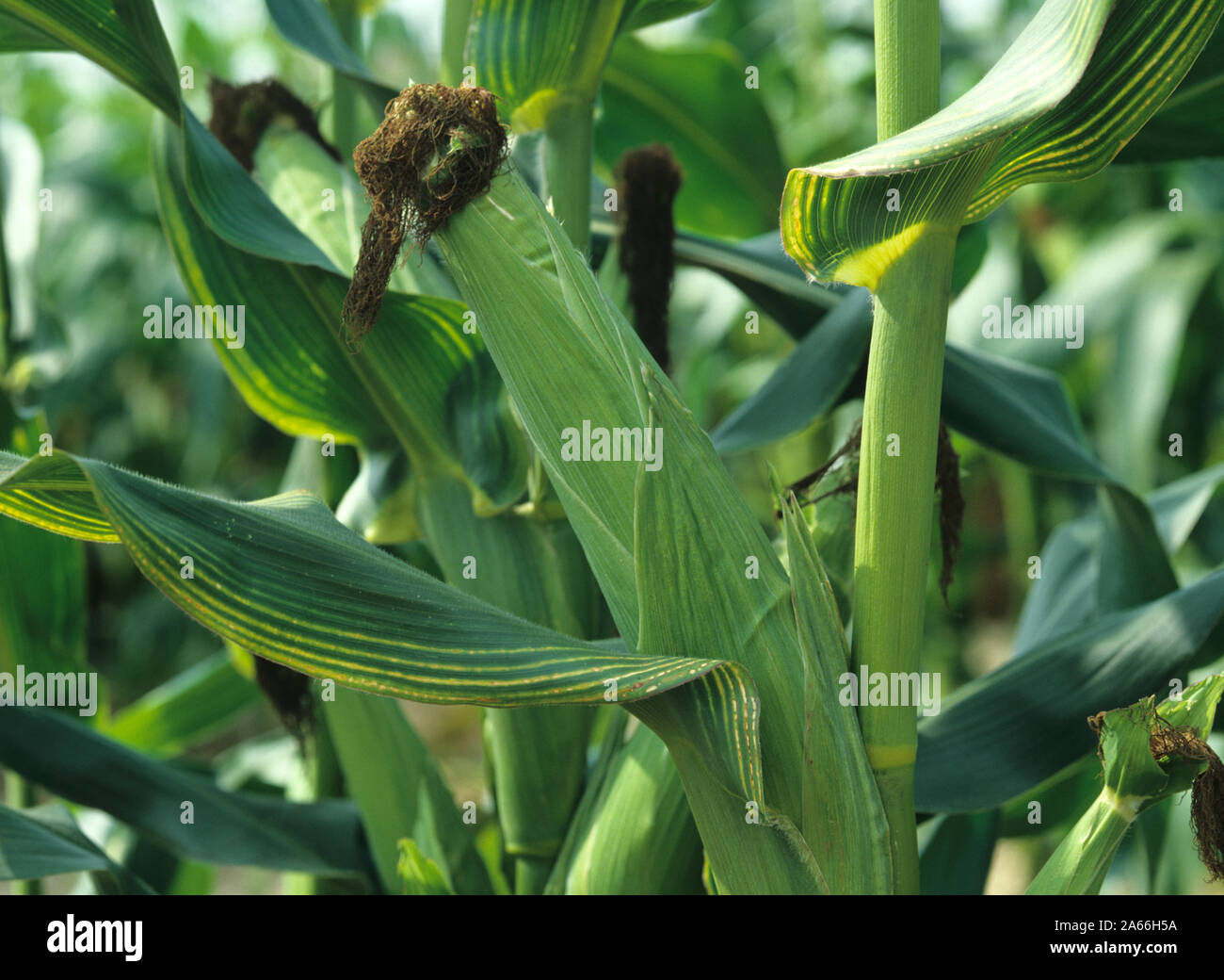 Magnesium deficiency leaves hires stock photography and images Alamy