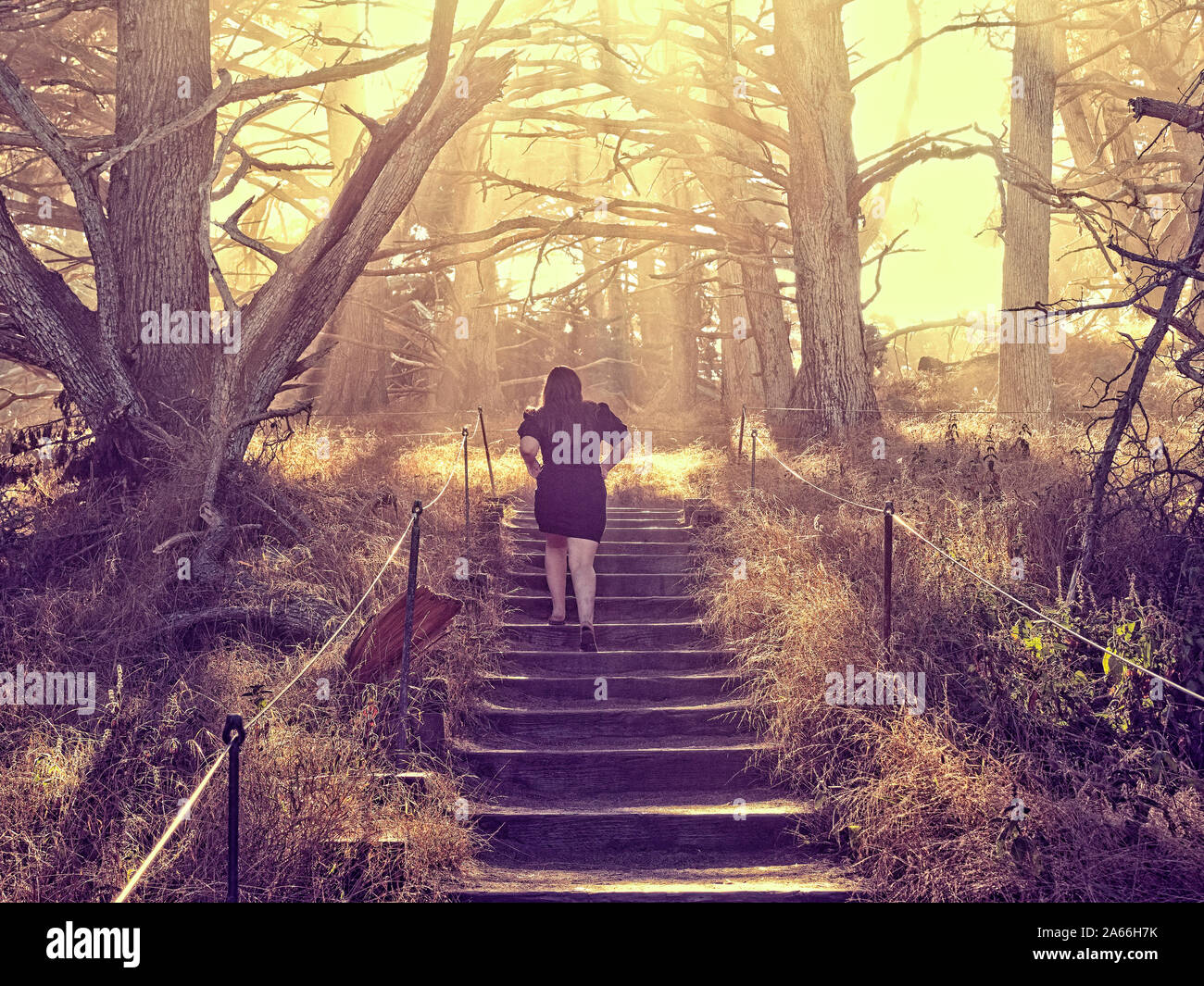 Monterey Pines High Resolution Stock Photography and Images - Alamy