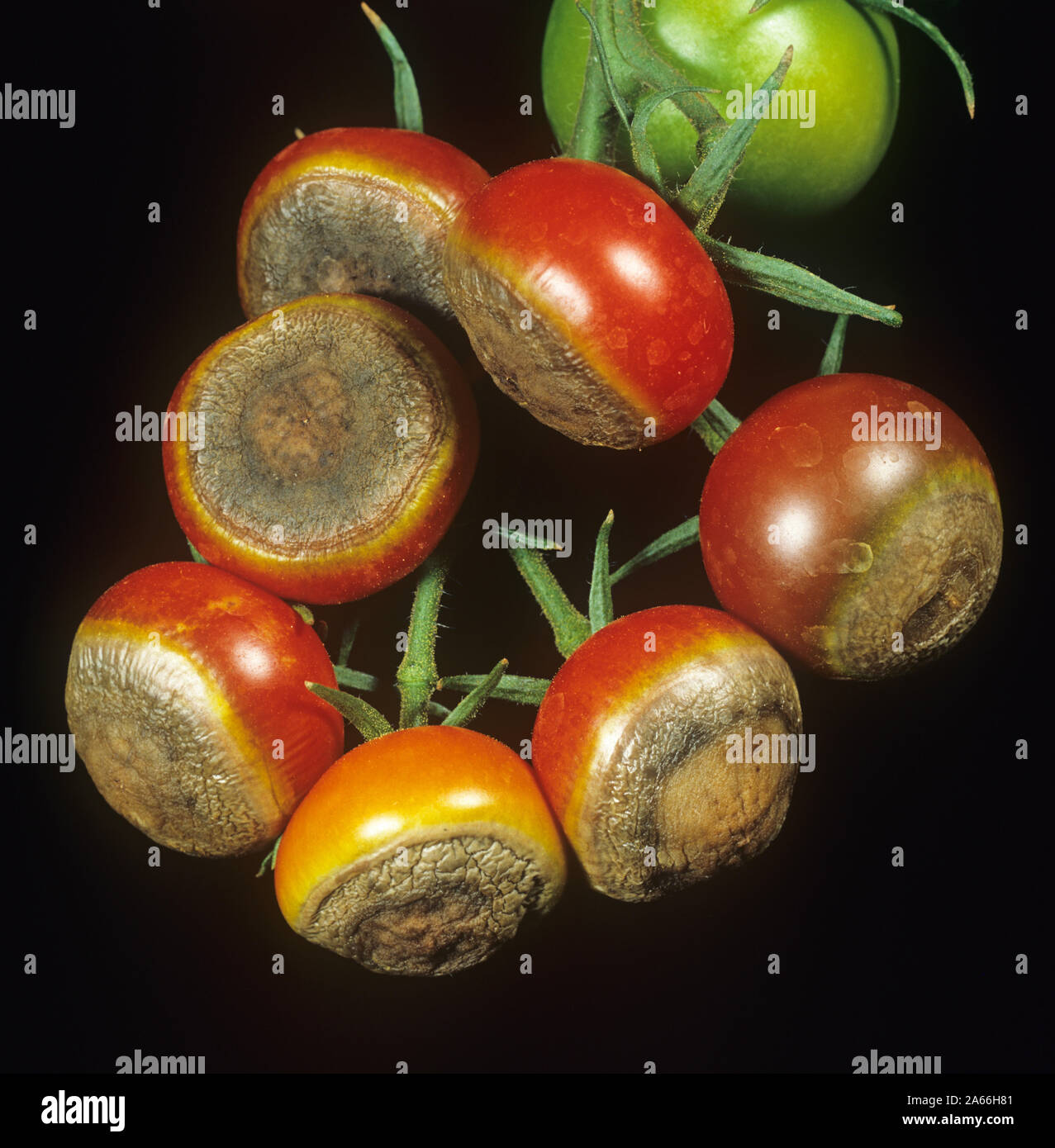 Blossom end rot hires stock photography and images Alamy