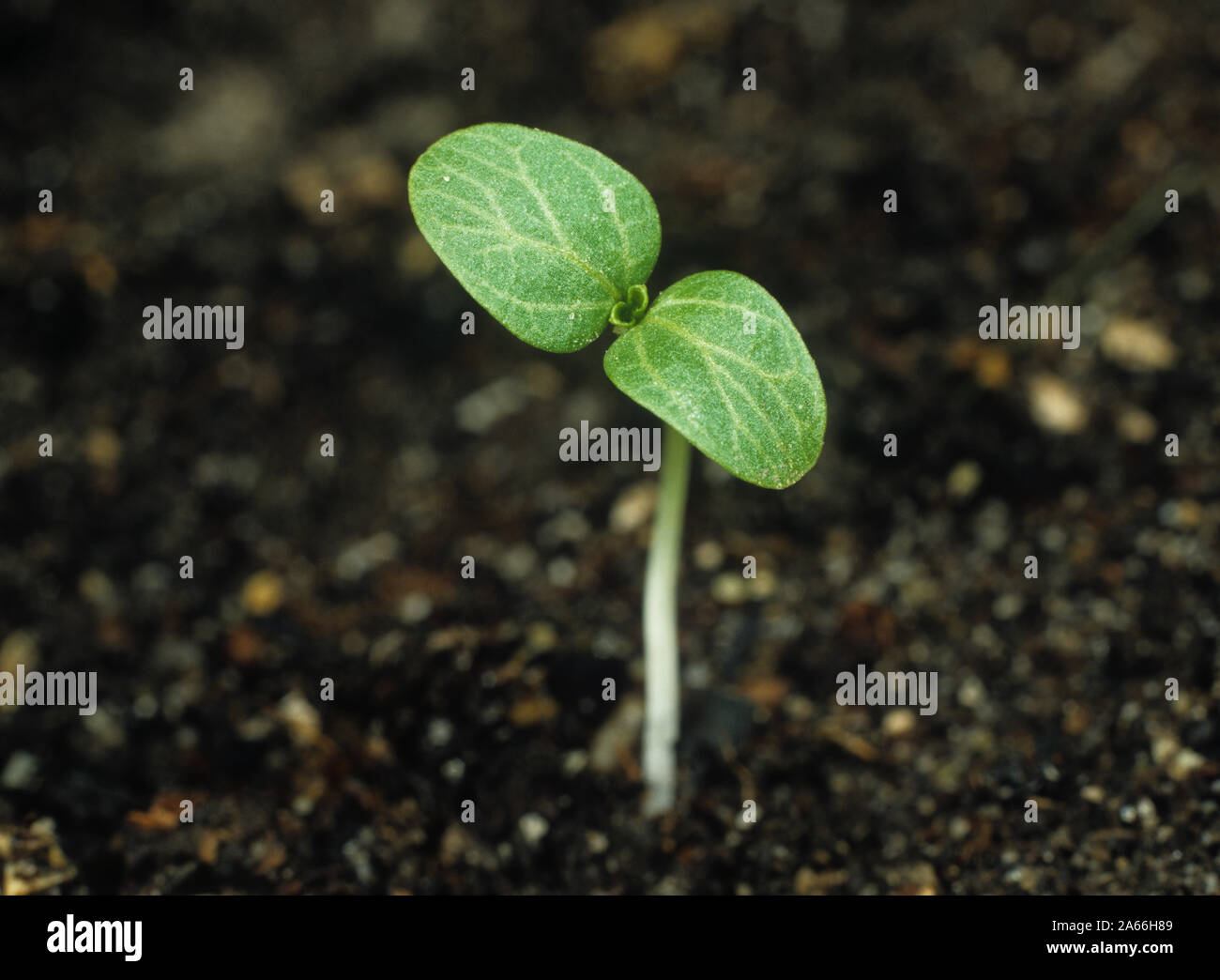 Annual mercury (Mercurialis annua) seedling plant with cotyledon leaves only against a soil background Stock Photo