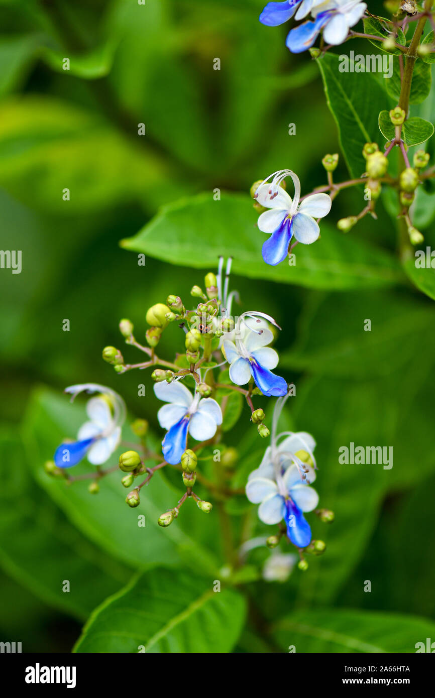 Blue Butterfly Bush flowers that resemble butterfly Stock Photo