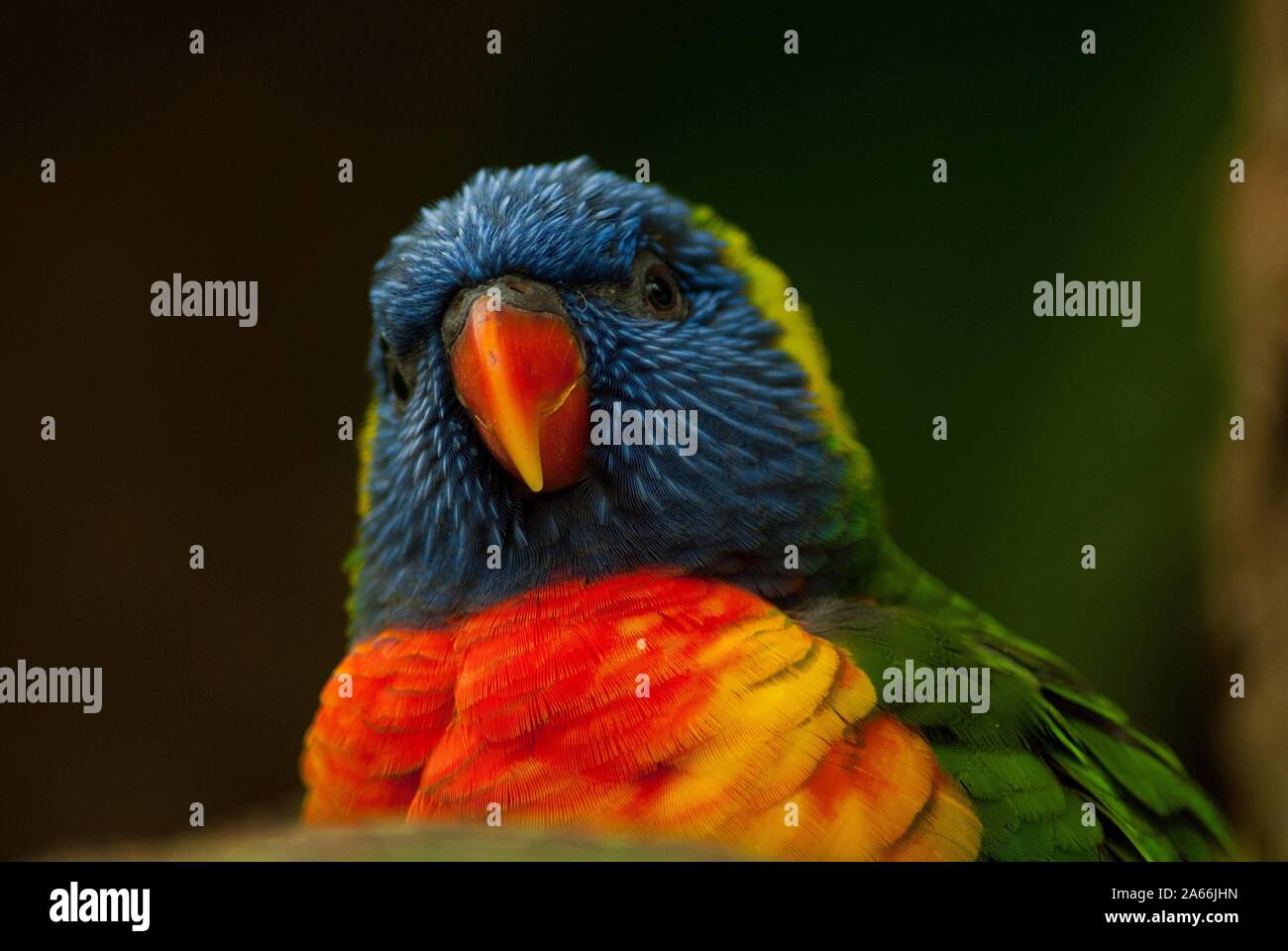 Bird portrait Stock Photo