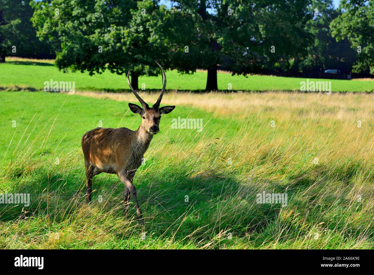 Red deer walking hi-res stock photography and images - Alamy