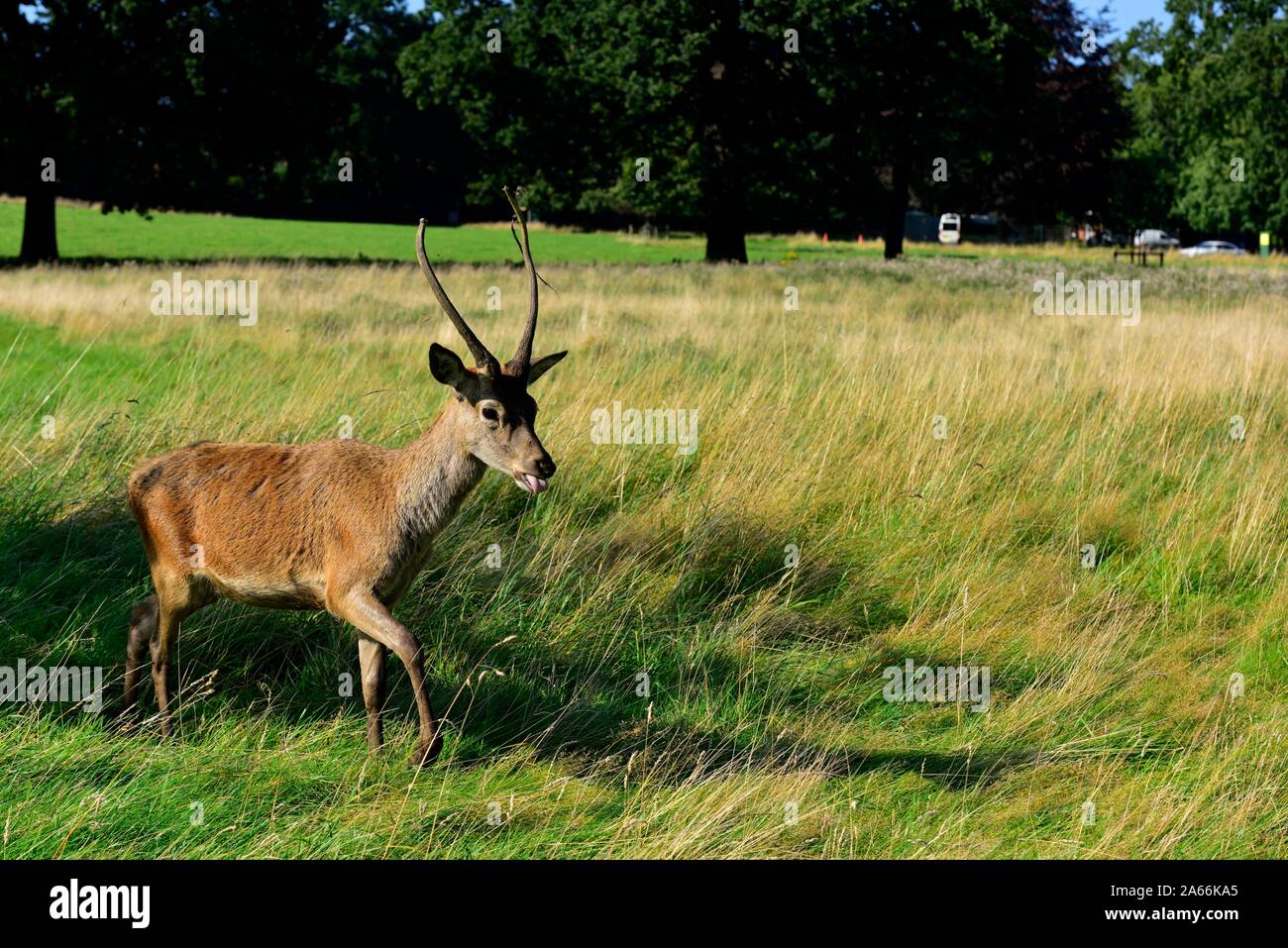 A young red deer walking in wollaton park,Nottingham,England,UK Stock Photo