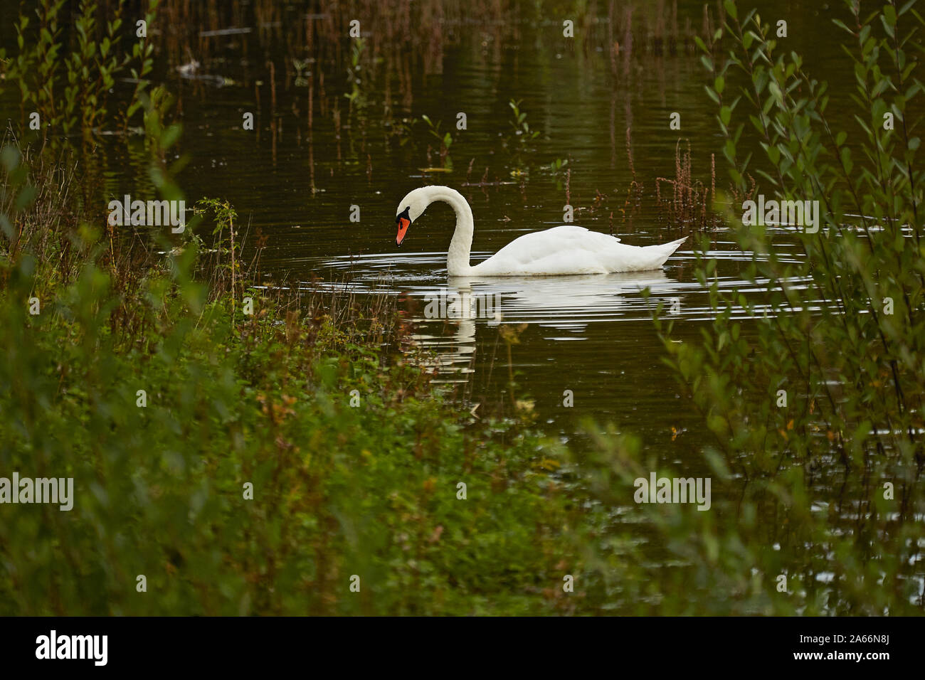 A Mute Swan feeding onthe side of a  lake Stock Photo