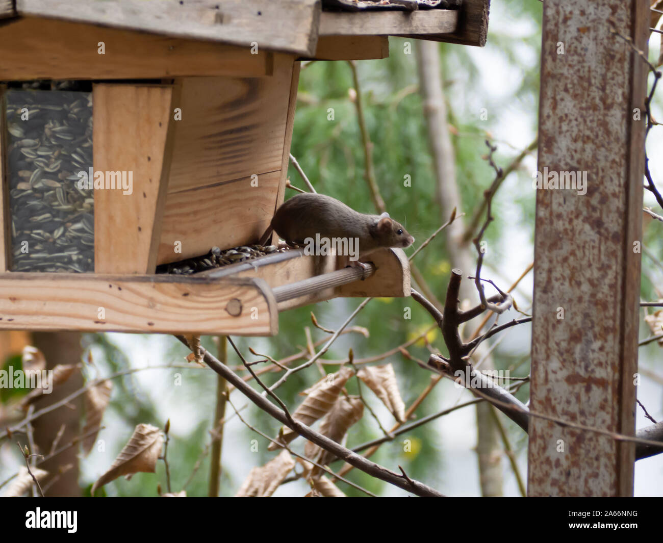 House mouse steals birdseed in a birdhouse Stock Photo