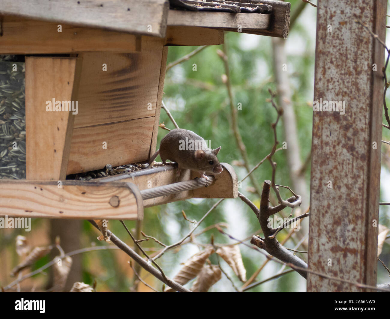 House mouse steals birdseed in a birdhouse Stock Photo