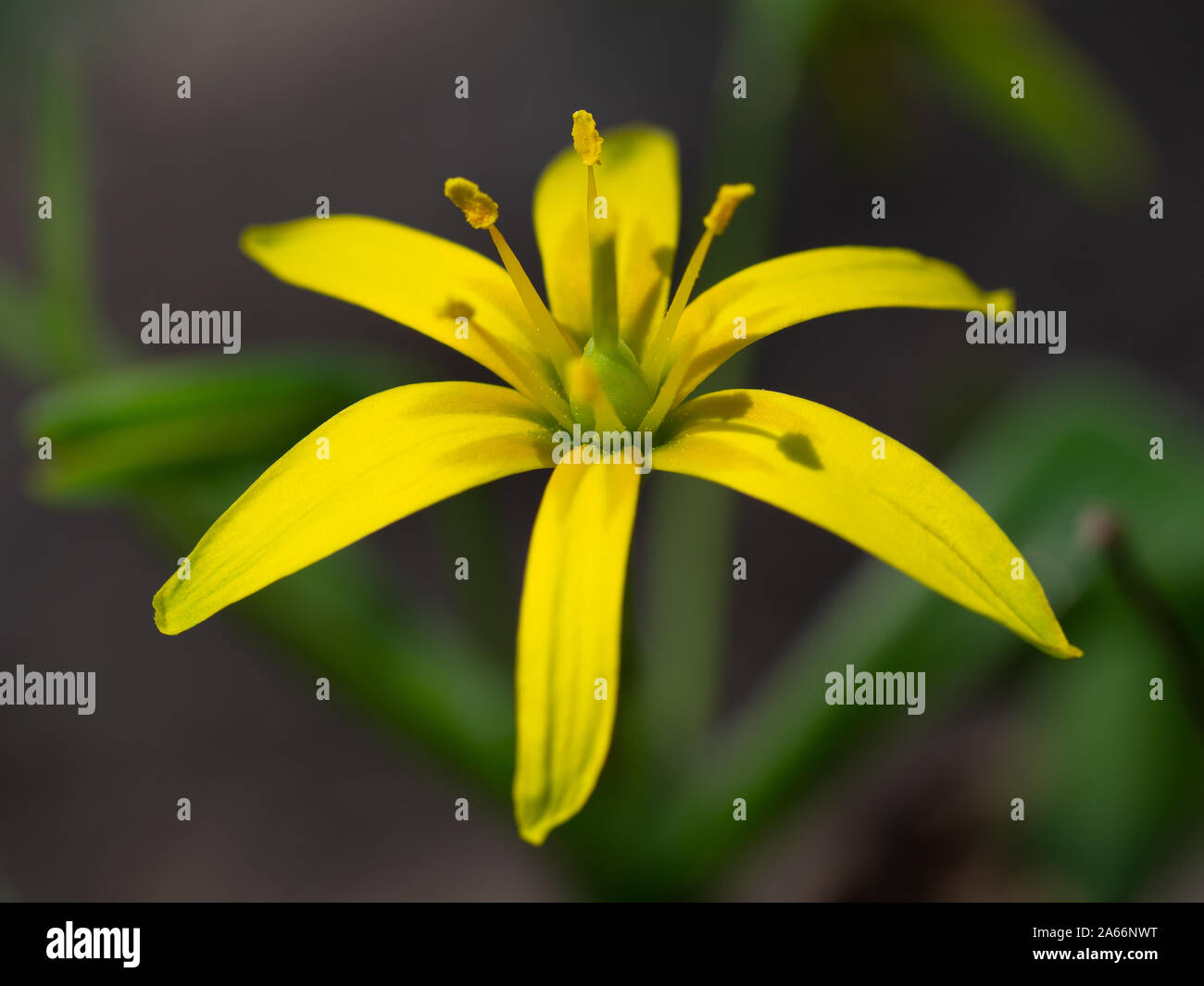 Yellow star of Bethlehem in summer Stock Photo