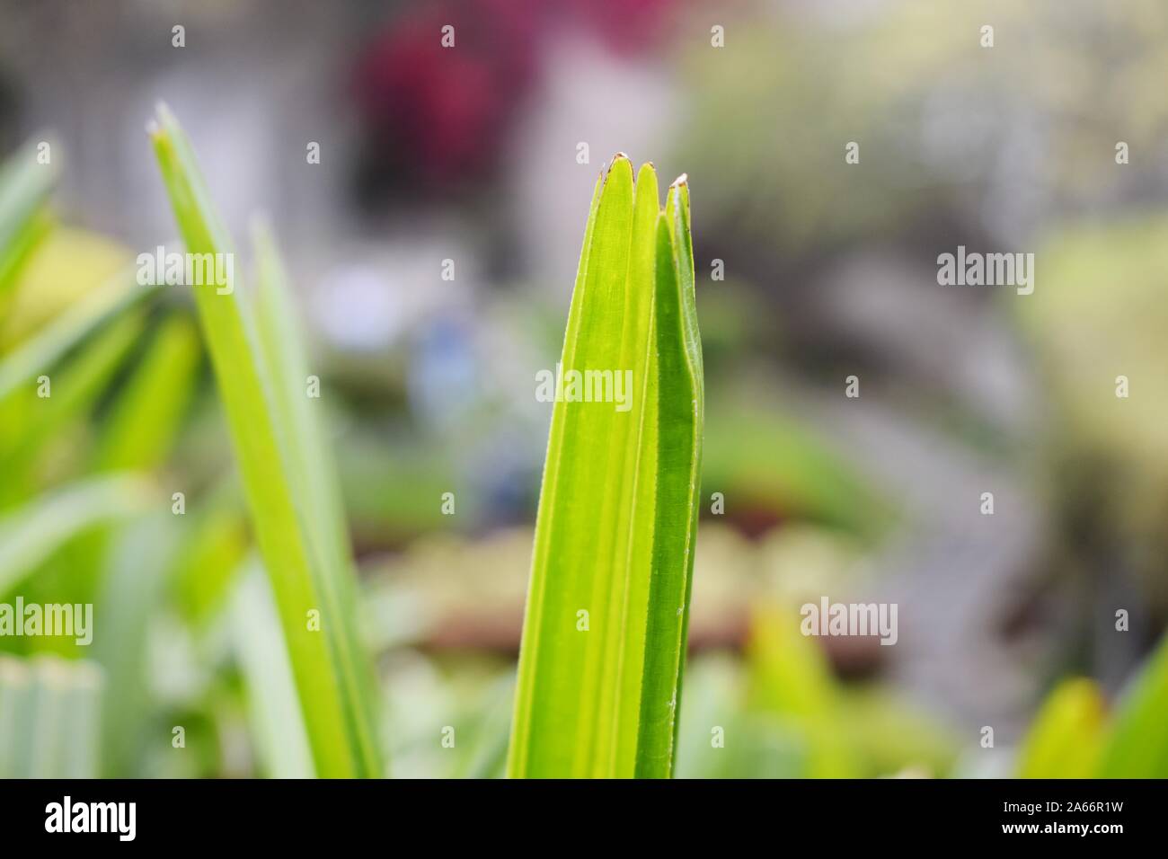 Snap of beautiful decorative Plant Stock Photo Alamy