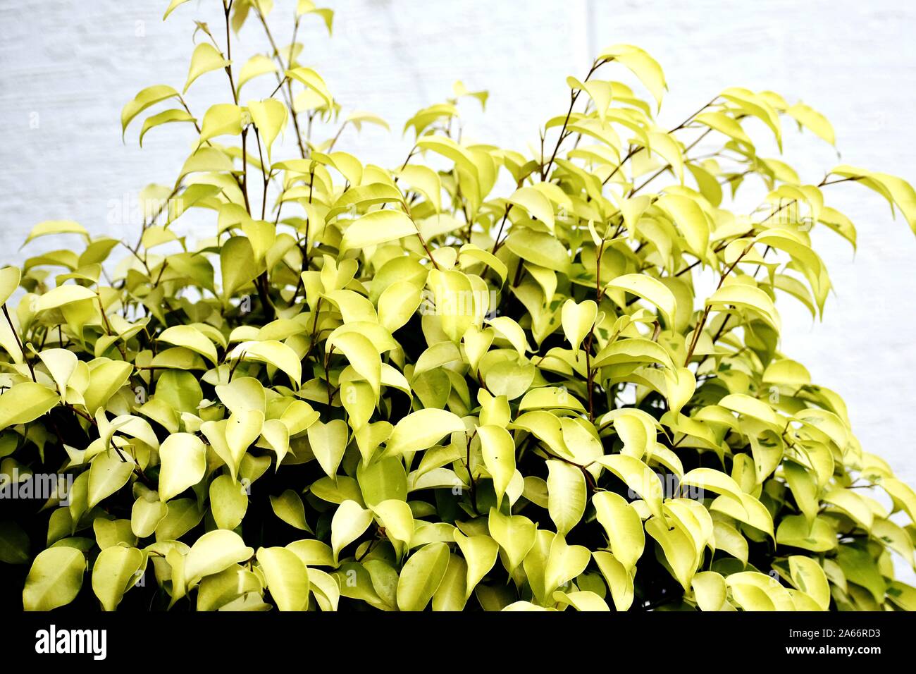 Snap of beautiful decorative Plant Stock Photo Alamy