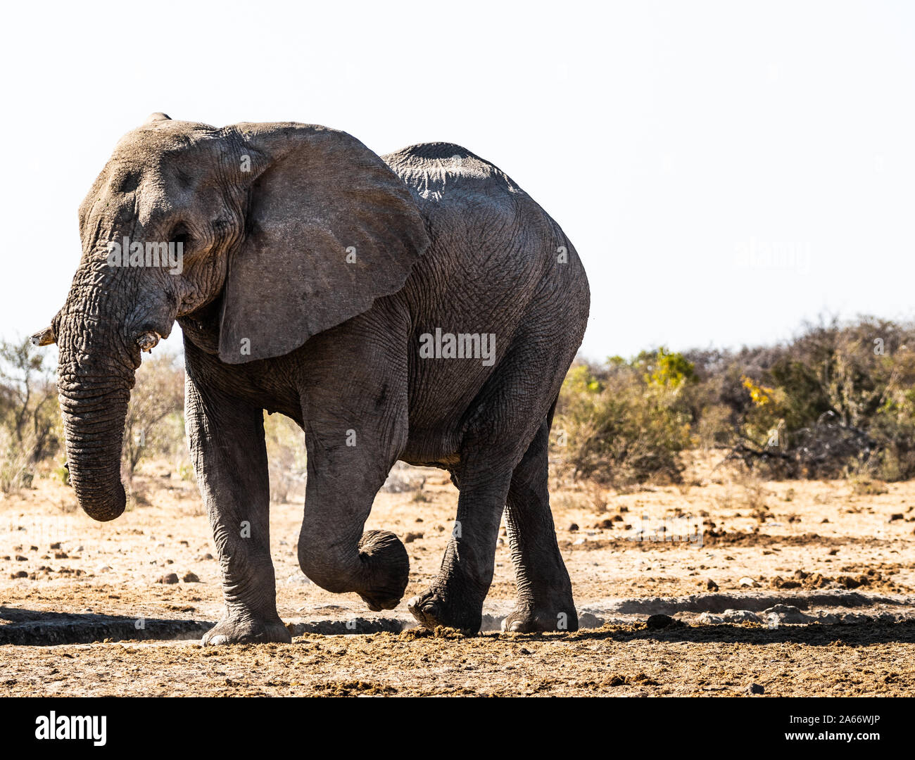 Elephant at etosha national park in Namibia, Africa Stock Photo