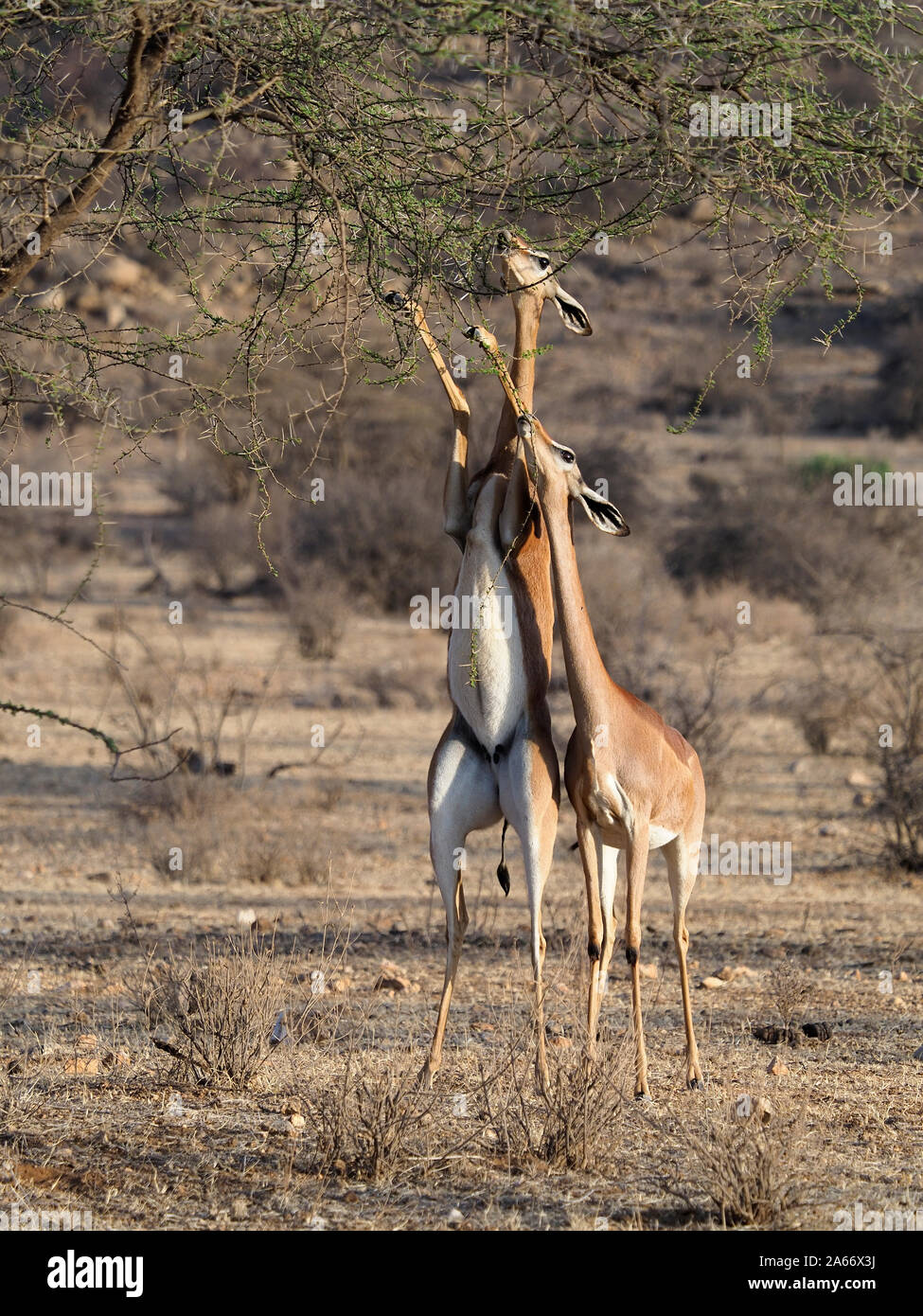 Pair mammals hi-res stock photography and images - Alamy