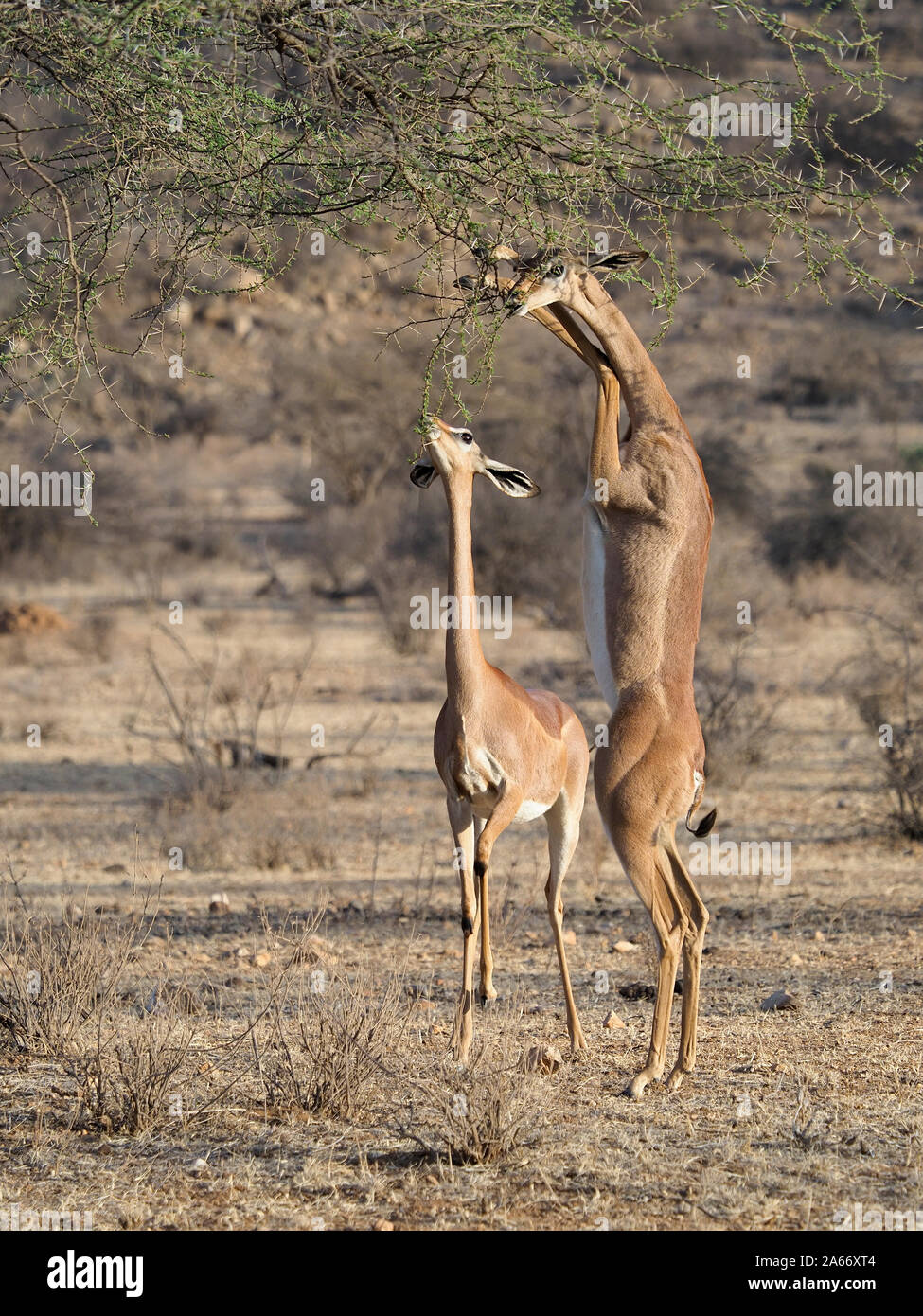 Pair mammals hi-res stock photography and images - Alamy