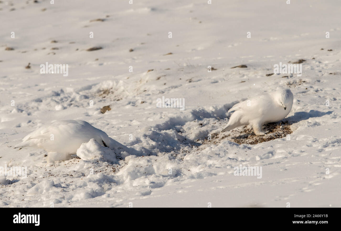Svalbard Rock ptarmigan, Lagopus muta hyperborea, with winter plumage, searching for food in the snow at Svalbard Stock Photo
